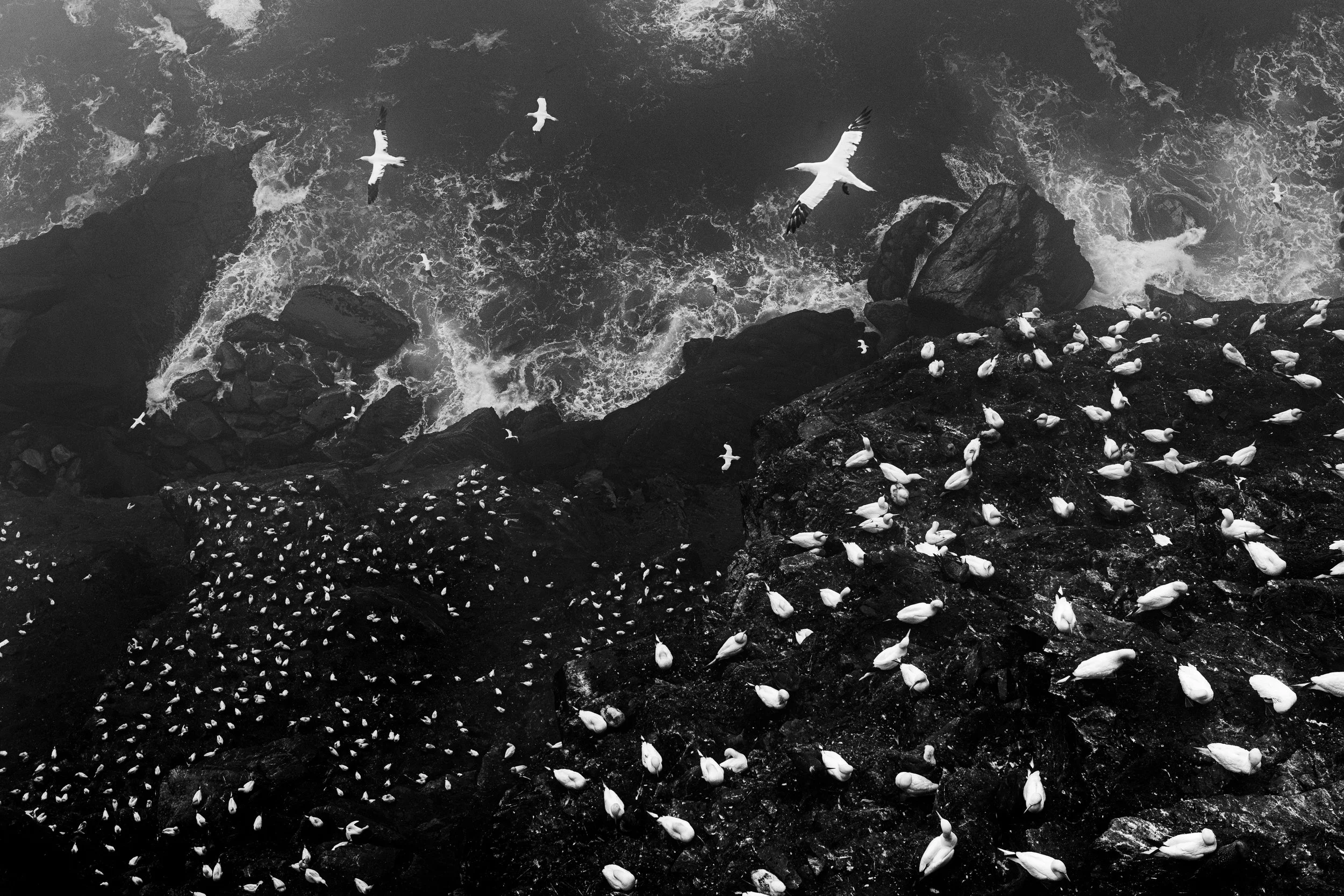 Black and white photo of seabirds flying and resting on rocky coast with waves crashing below.