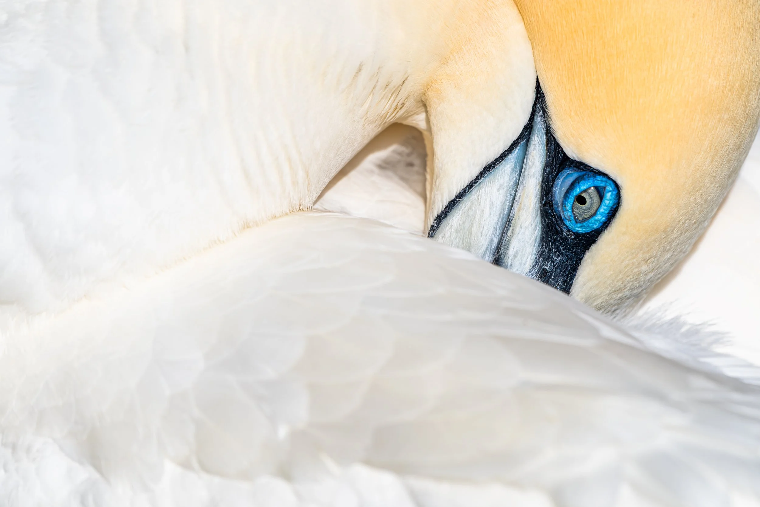 A Northern Gannet preening at Noss National Nature Reserve.
