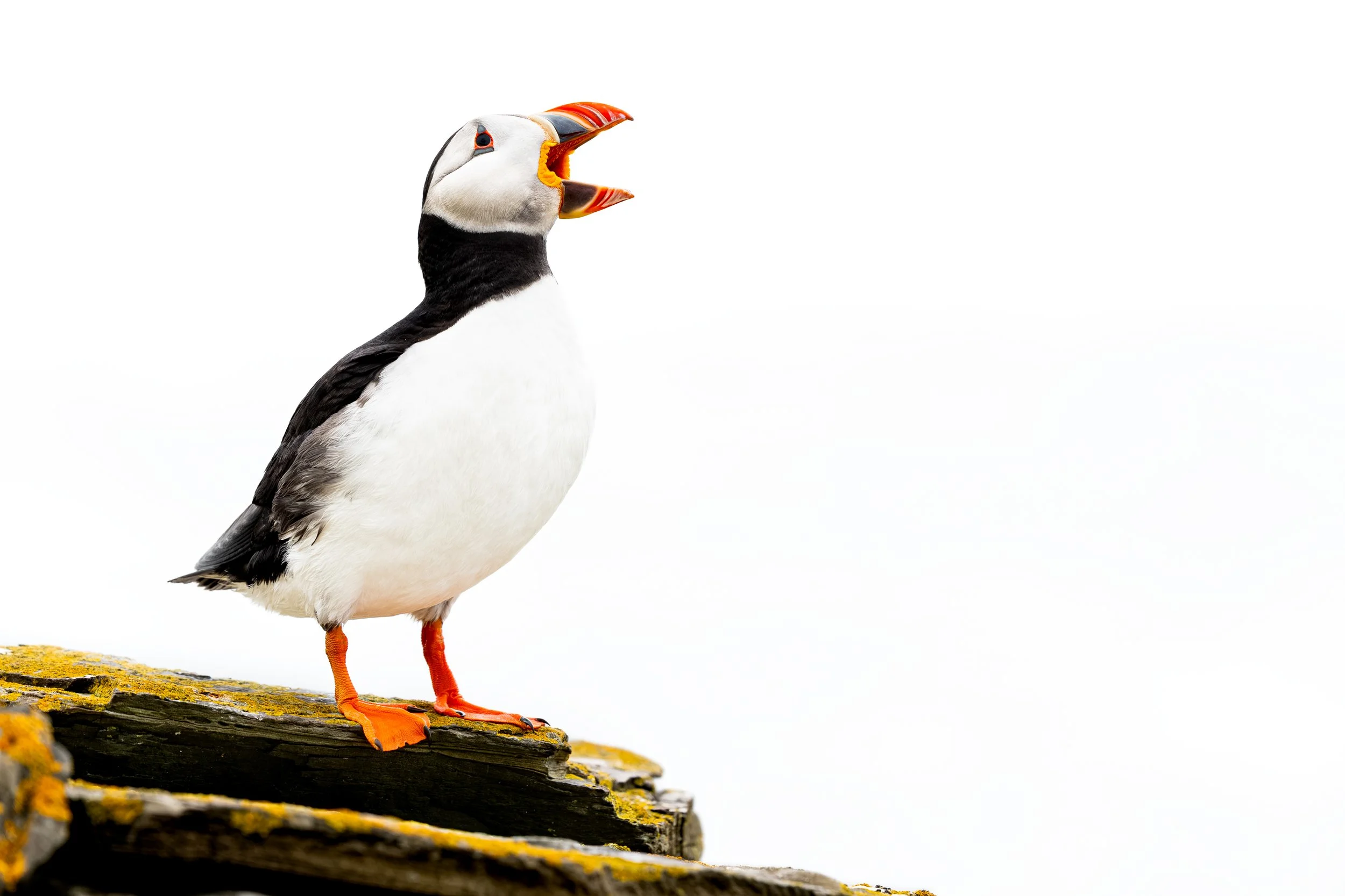 2026-Atlantic-Puffin-24.jpg