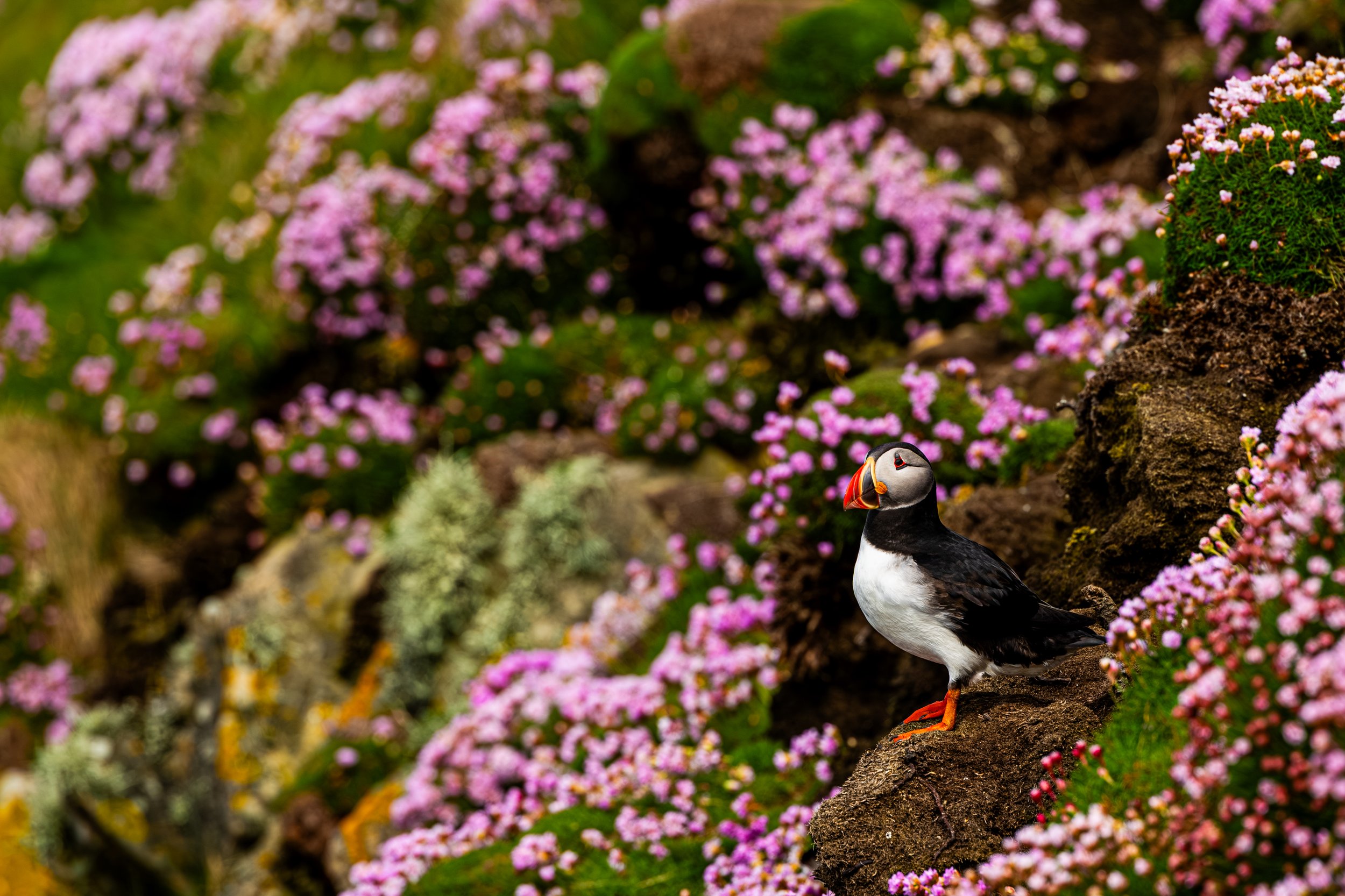 2026-Atlantic-Puffin-7.jpg