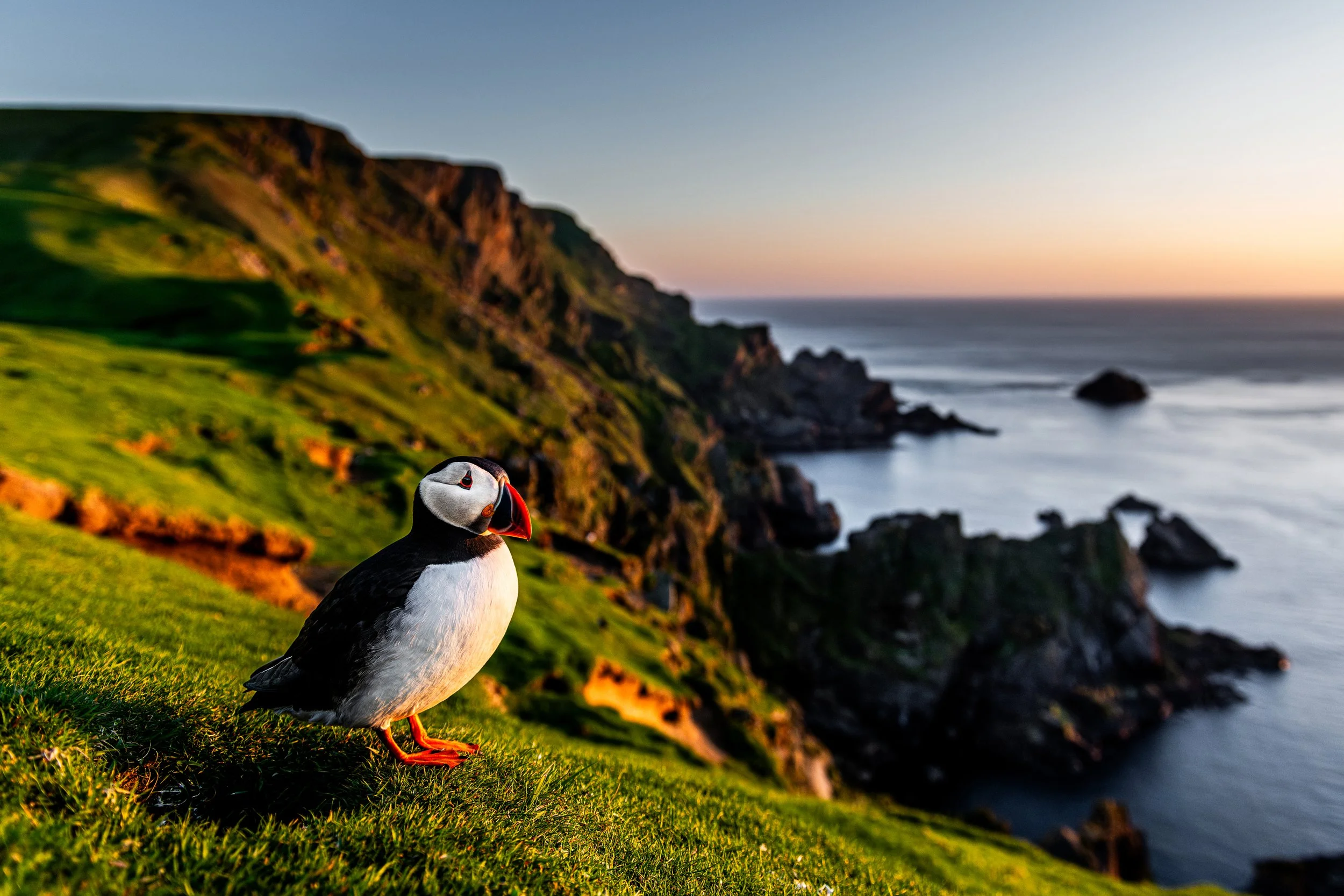 Atlantic Puffin photographed at Hermaness National Nature Reserve during the golden hour.