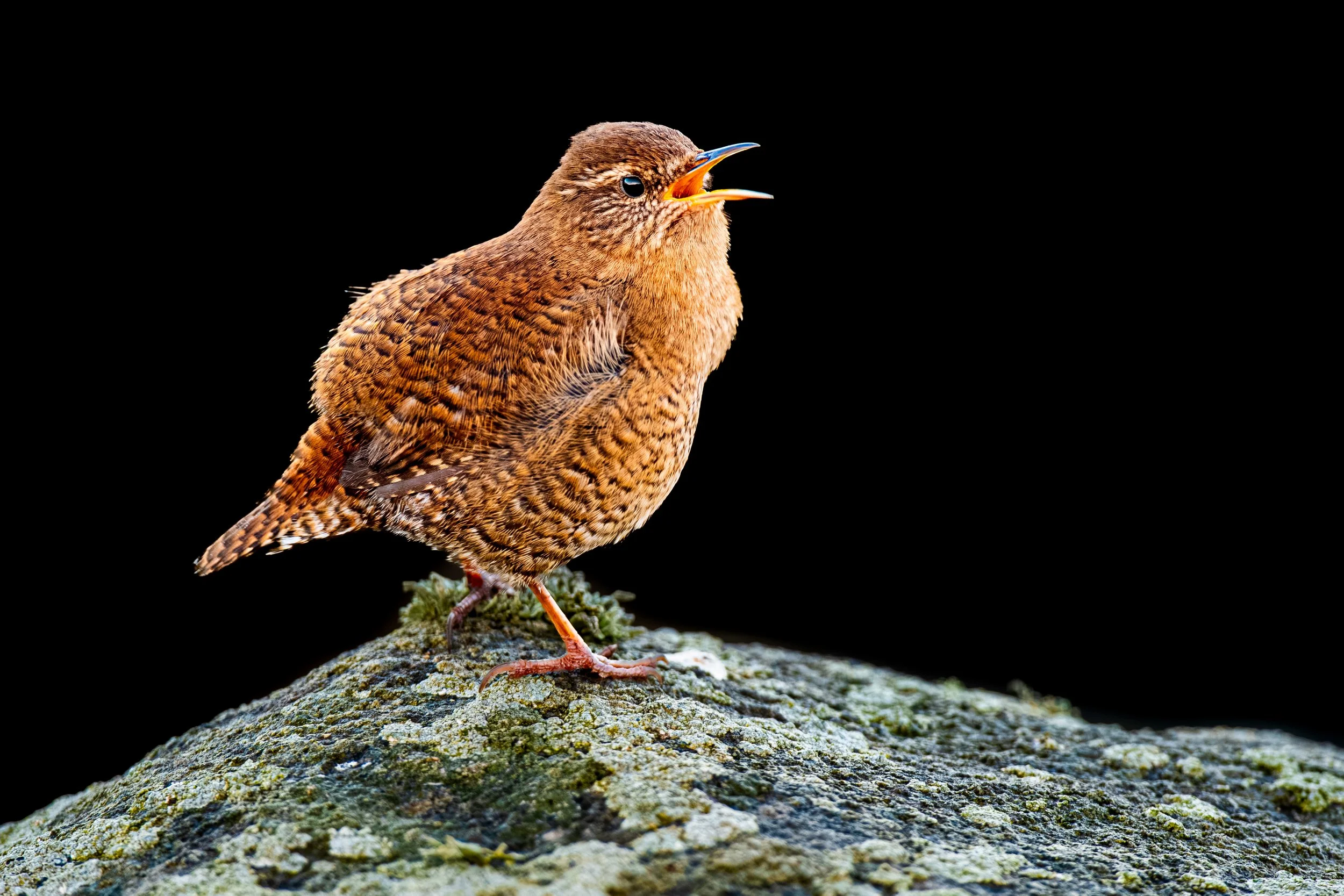 A bird with brown, spotted feathers standing on a lichen-covered rock, its beak open as if calling out, against a black background.