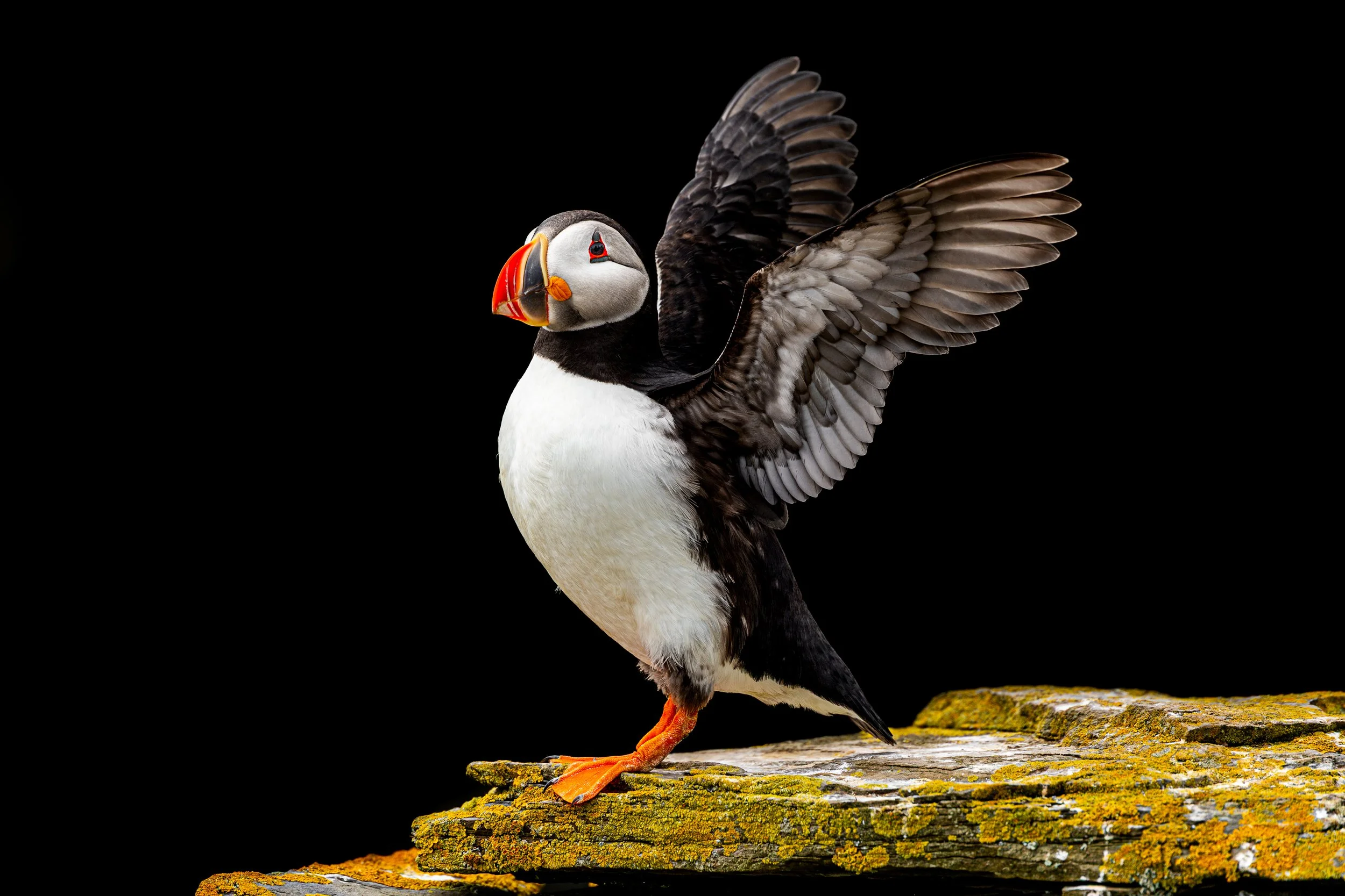 A puffin bird standing on a rocky surface with one wing raised against a black background.