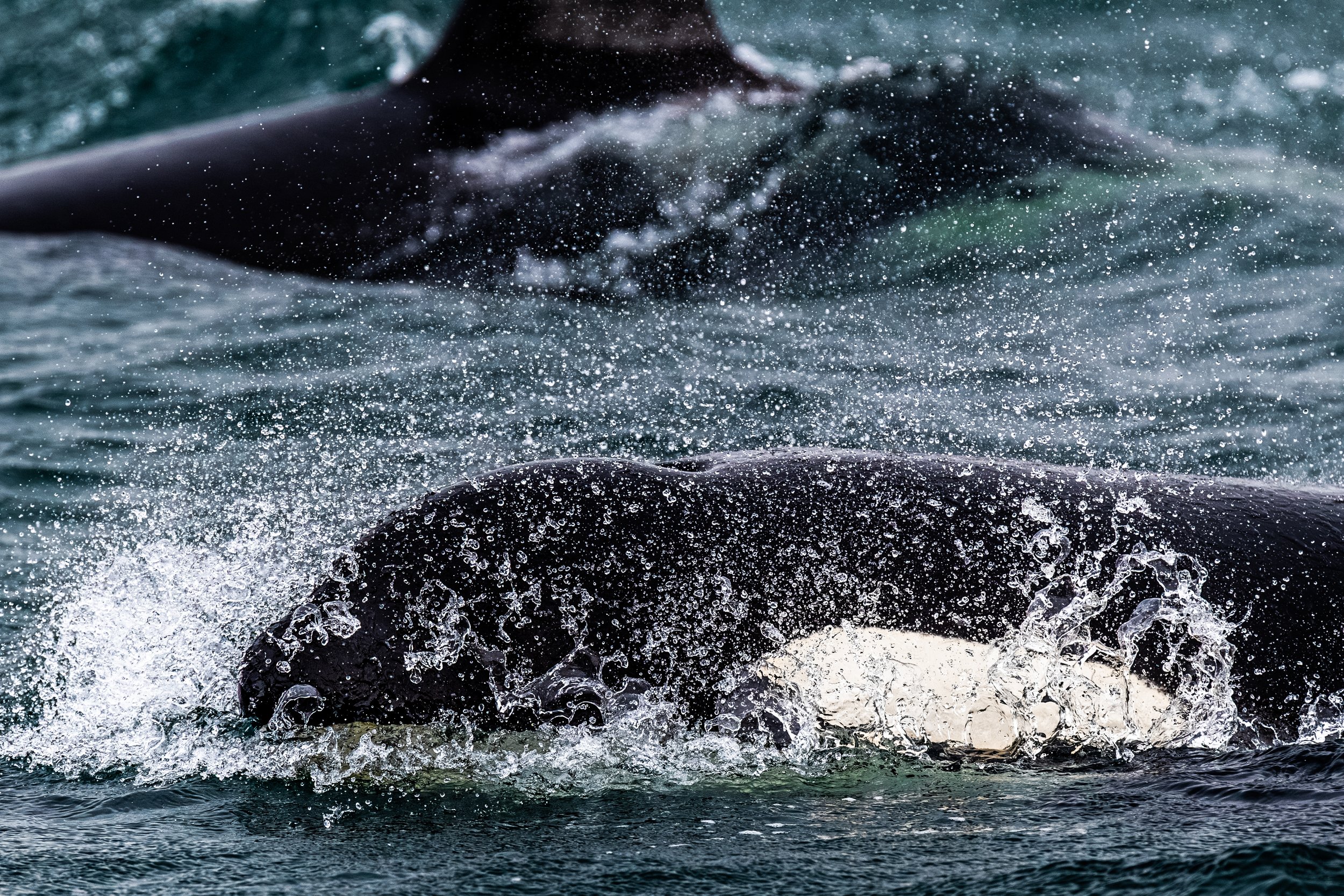 2024-Orca-2.jpg