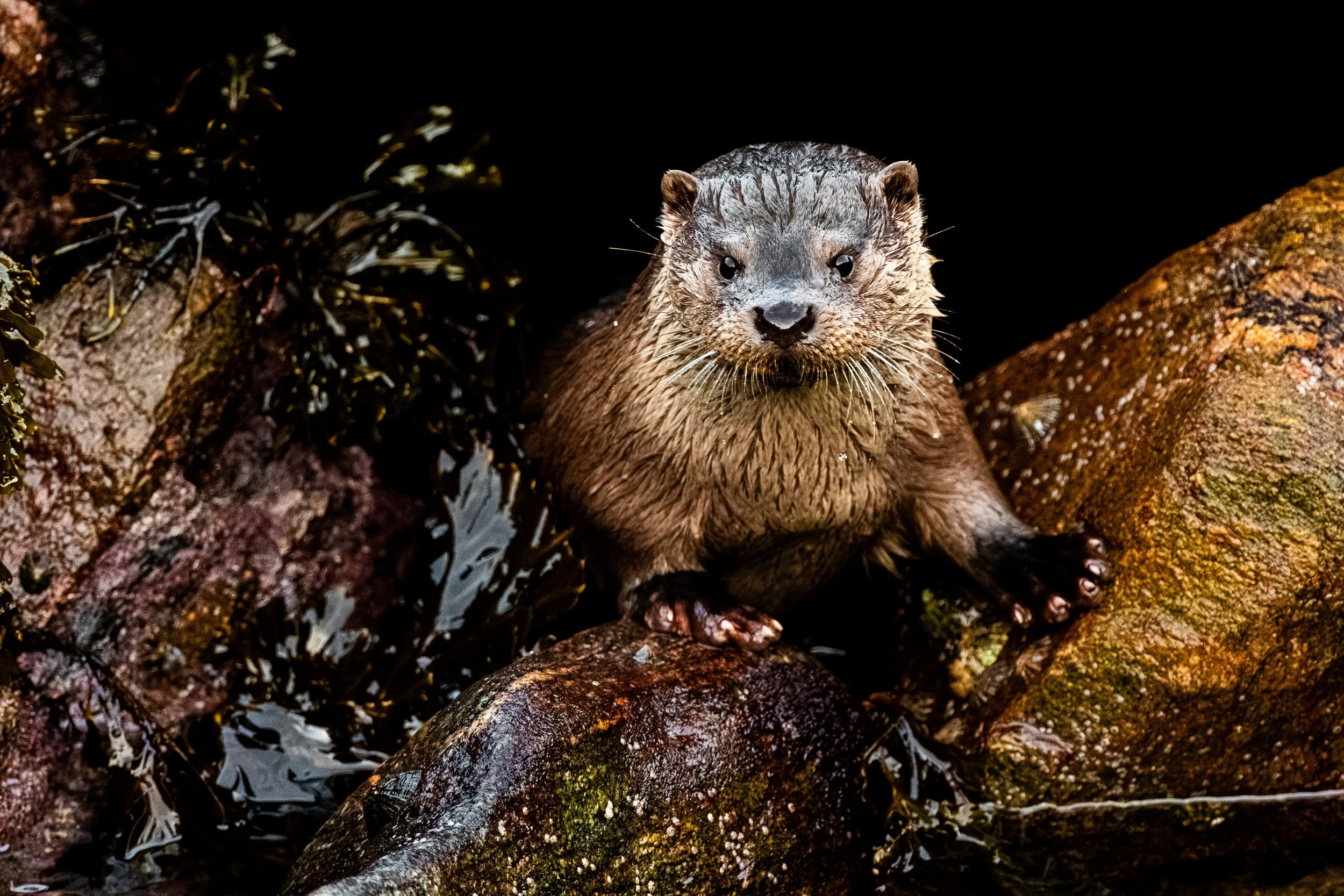 A river otter standing on rocks and wet forest floor with dark background.