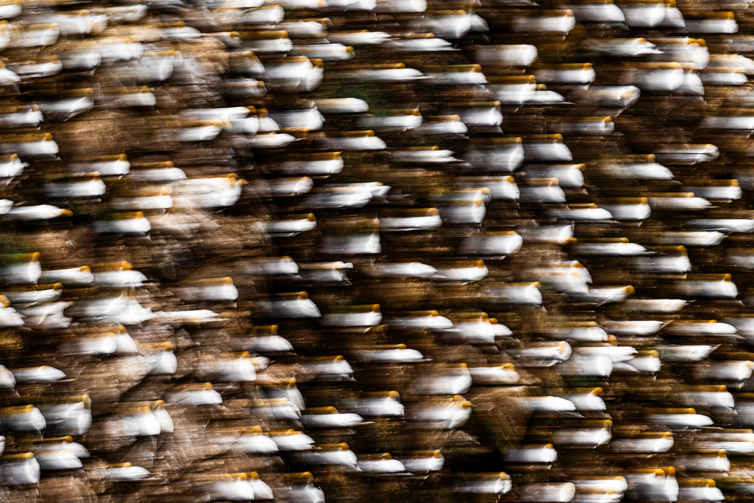 Close-up of organized beans or seeds, possibly grain or coffee beans, with a swirling motion blur effect.