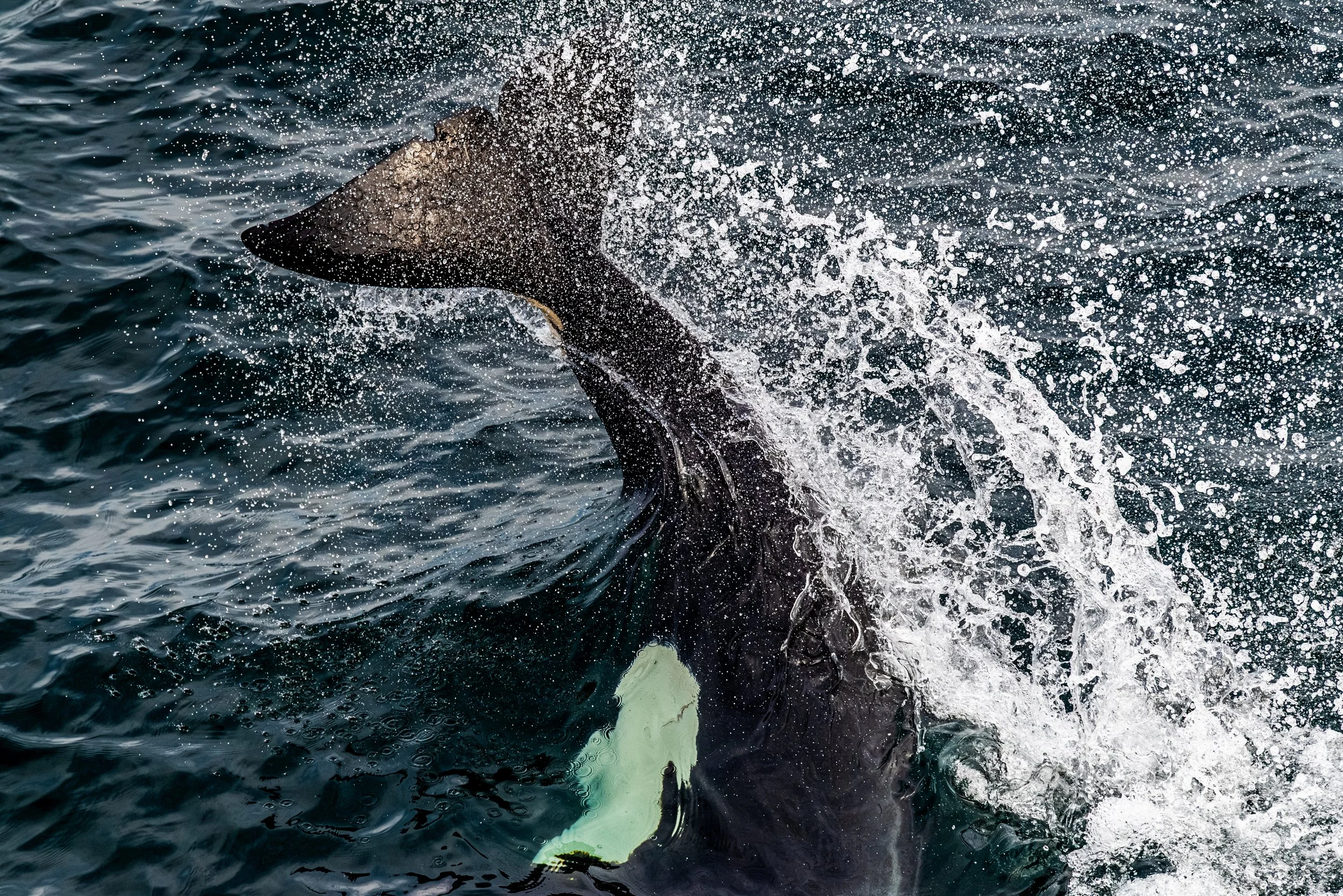 A whale breaching the surface of the ocean, with water splashing around it.