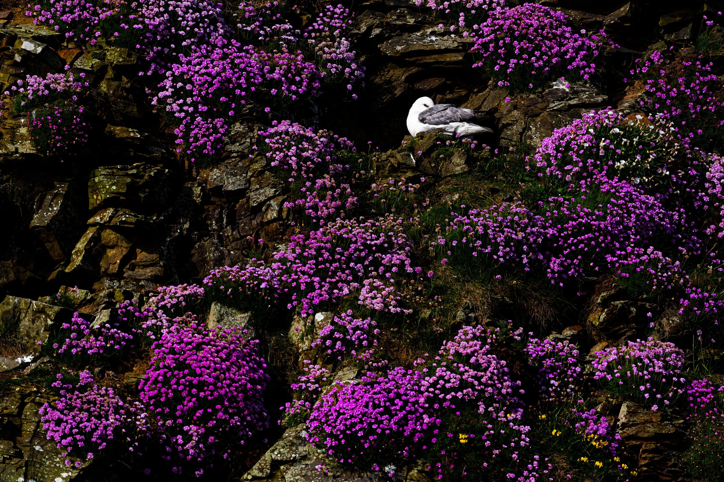 A Northern Fulmar nest surrounded by vibrant sea thrift photographed at Sumburgh Head.