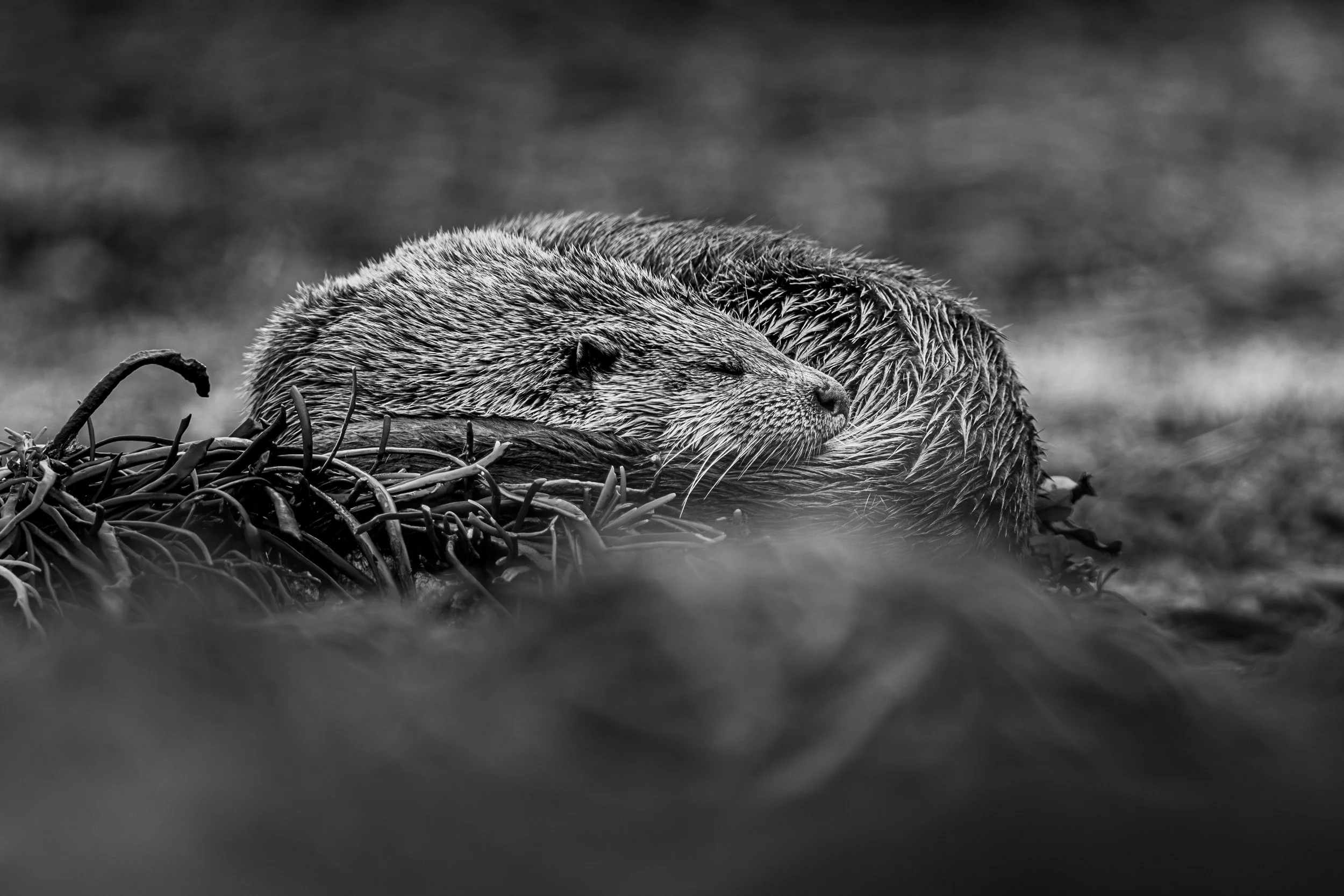 A black and white photograph of a sleeping otter curled up on a nest made of twigs and grass.