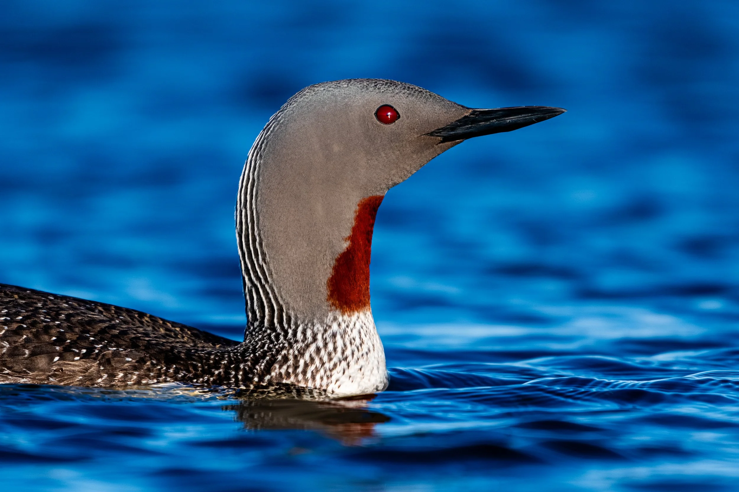 A close-up of a red-eyed duck swimming on a blue water background.