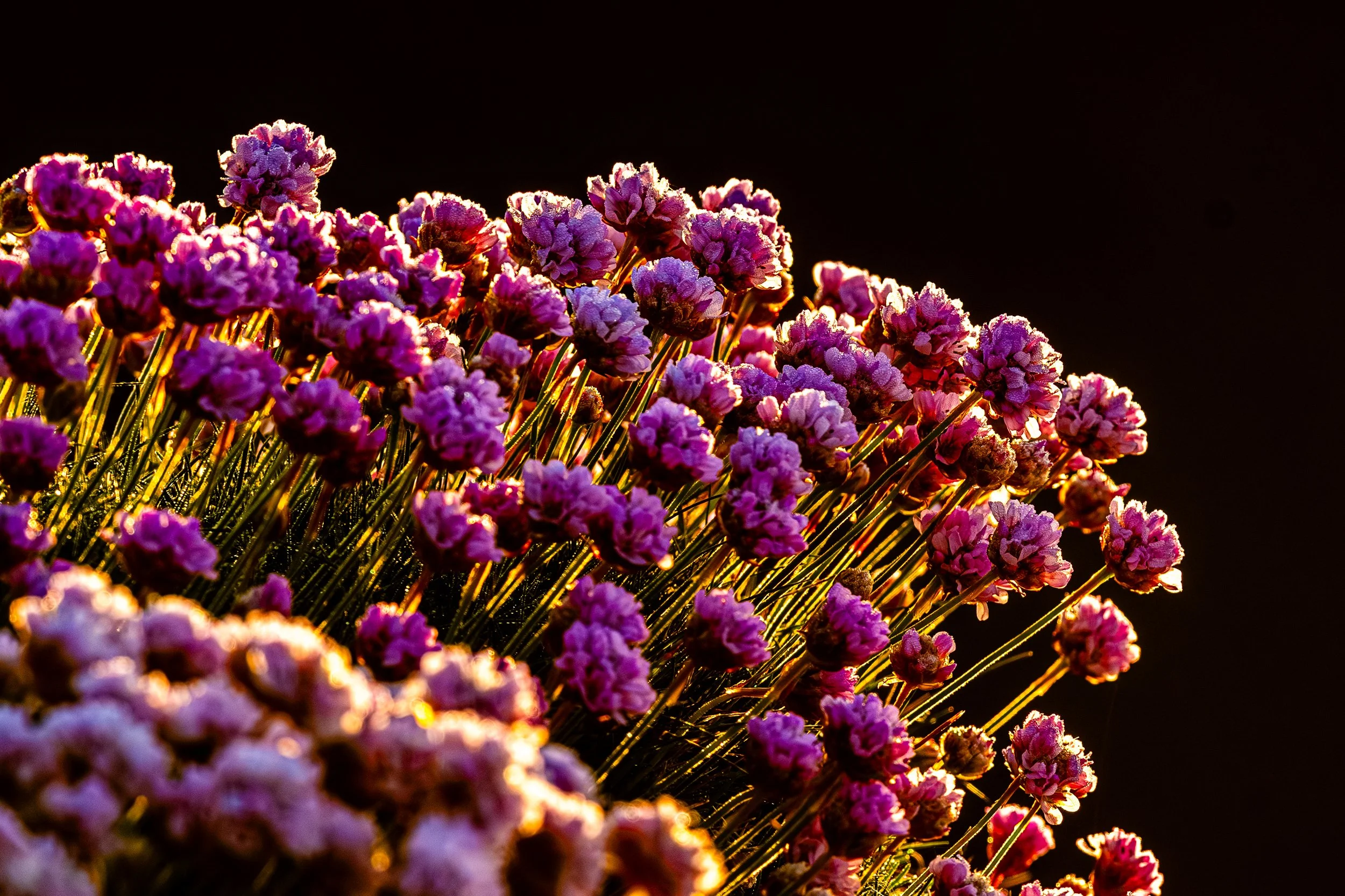 A close-up, backlit, image of vibrant sea thrift photographed at Sumburgh Head.