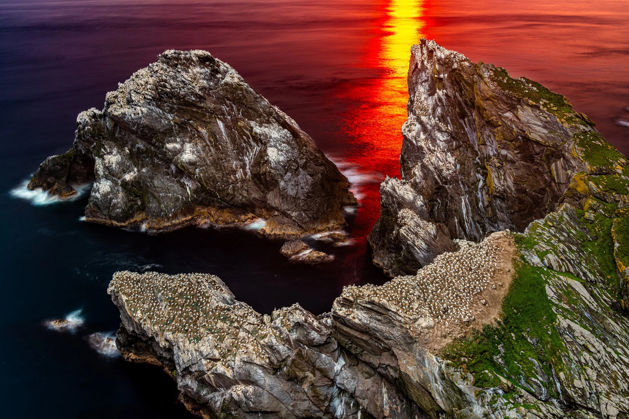 Thousands of Northern Gannets during the golden hour at Hermaness National Nature Reserve.