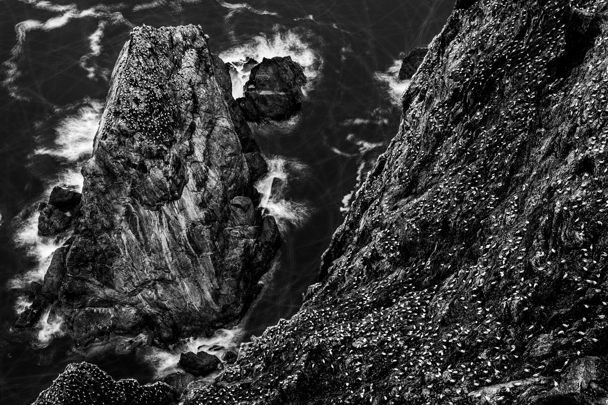 A long exposure of Northern Gannets at Hermaness National Nature Reserve.