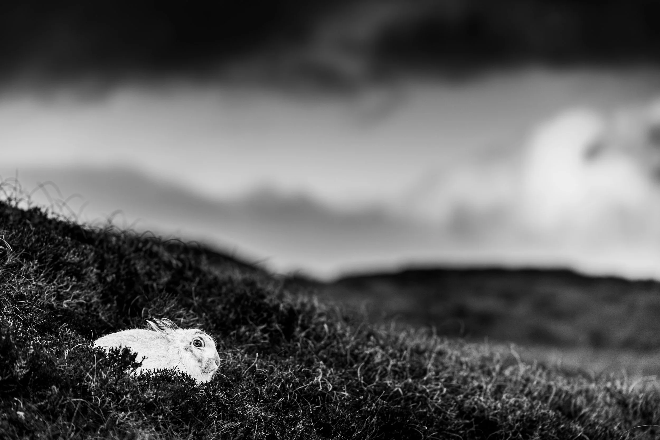 A black and white image of a Mountain Hare photographed in it's environment in the Shetland Islands.