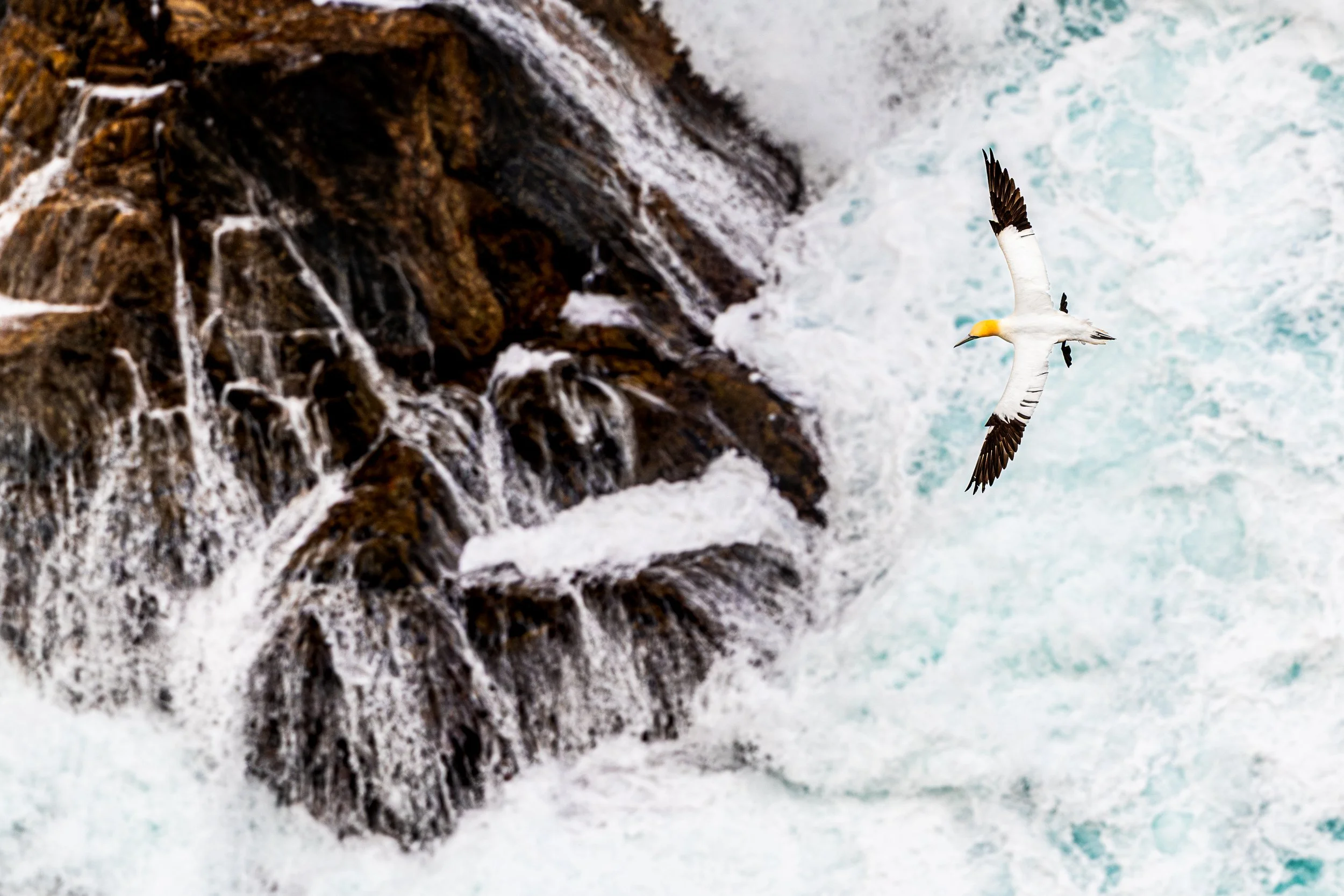 A Northern Gannet flying above turbulent seas at Hermaness National Nature Reserve. 