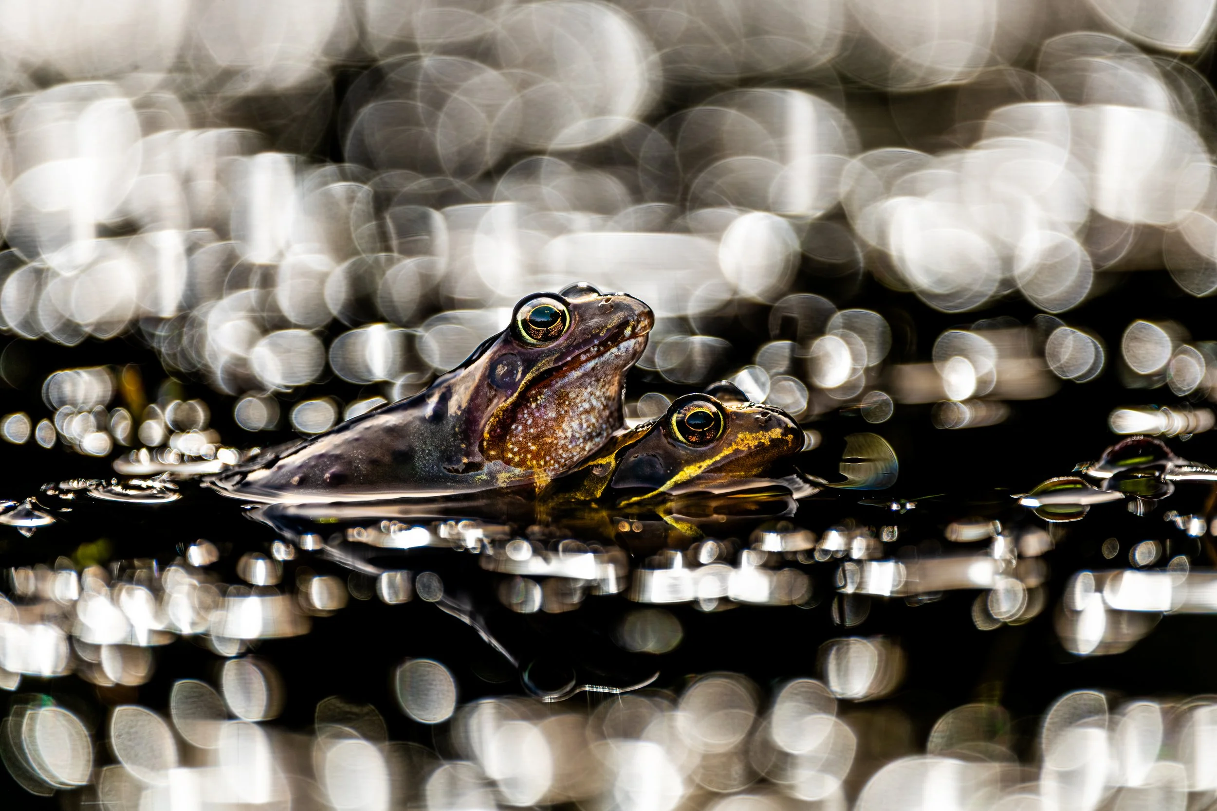 Two frogs partially submerged in water with a blurred background of water droplets and bokeh.