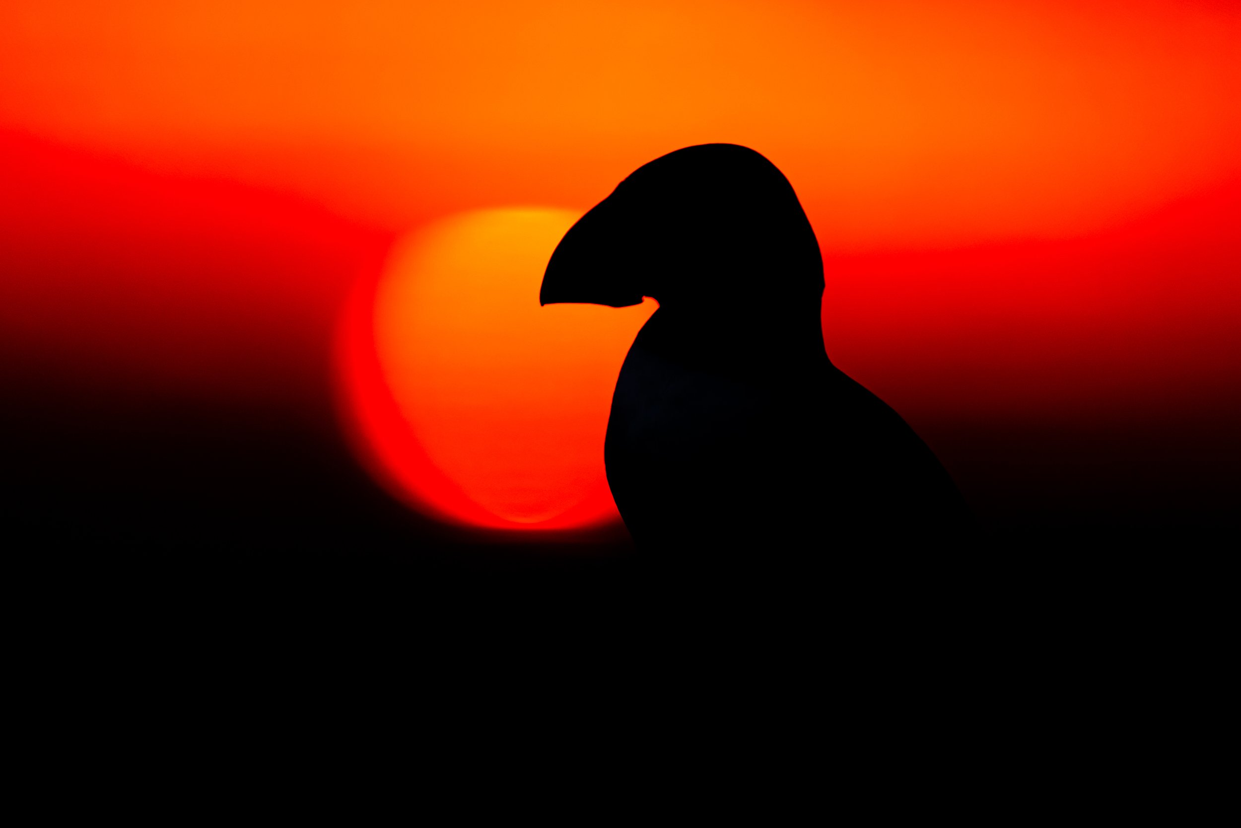 Silhouette of a person's head and shoulders against a vibrant red and orange sunset with the sun near the horizon.
