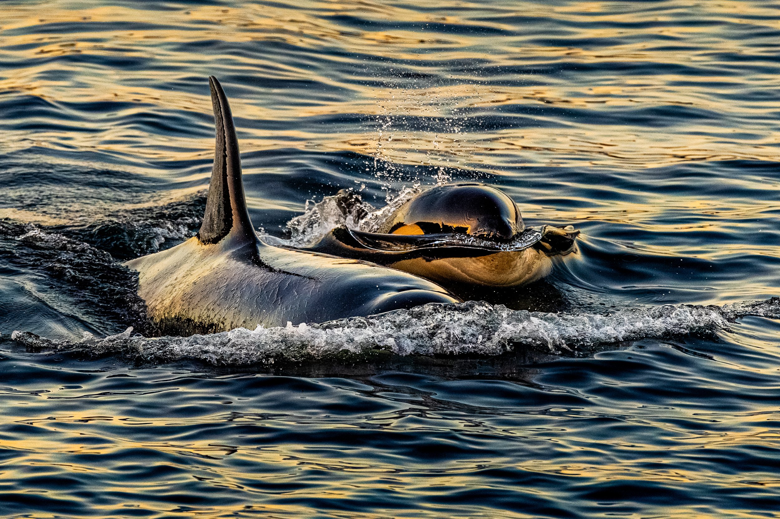 A killer whale breaching the ocean surface, with water splashing and ripples around it, during sunset or sunrise.