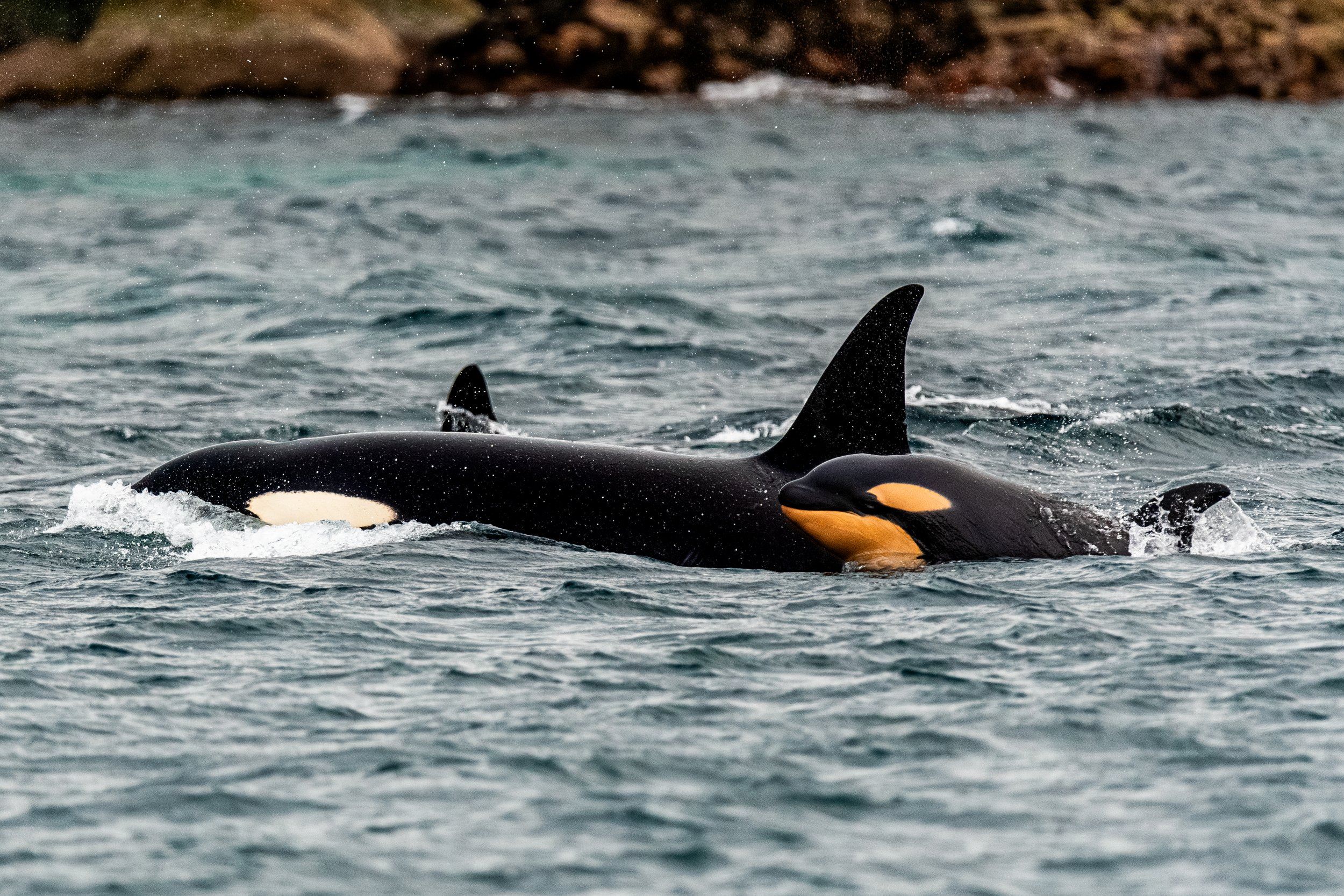 Two orcas swimming in the ocean near a rocky shoreline.