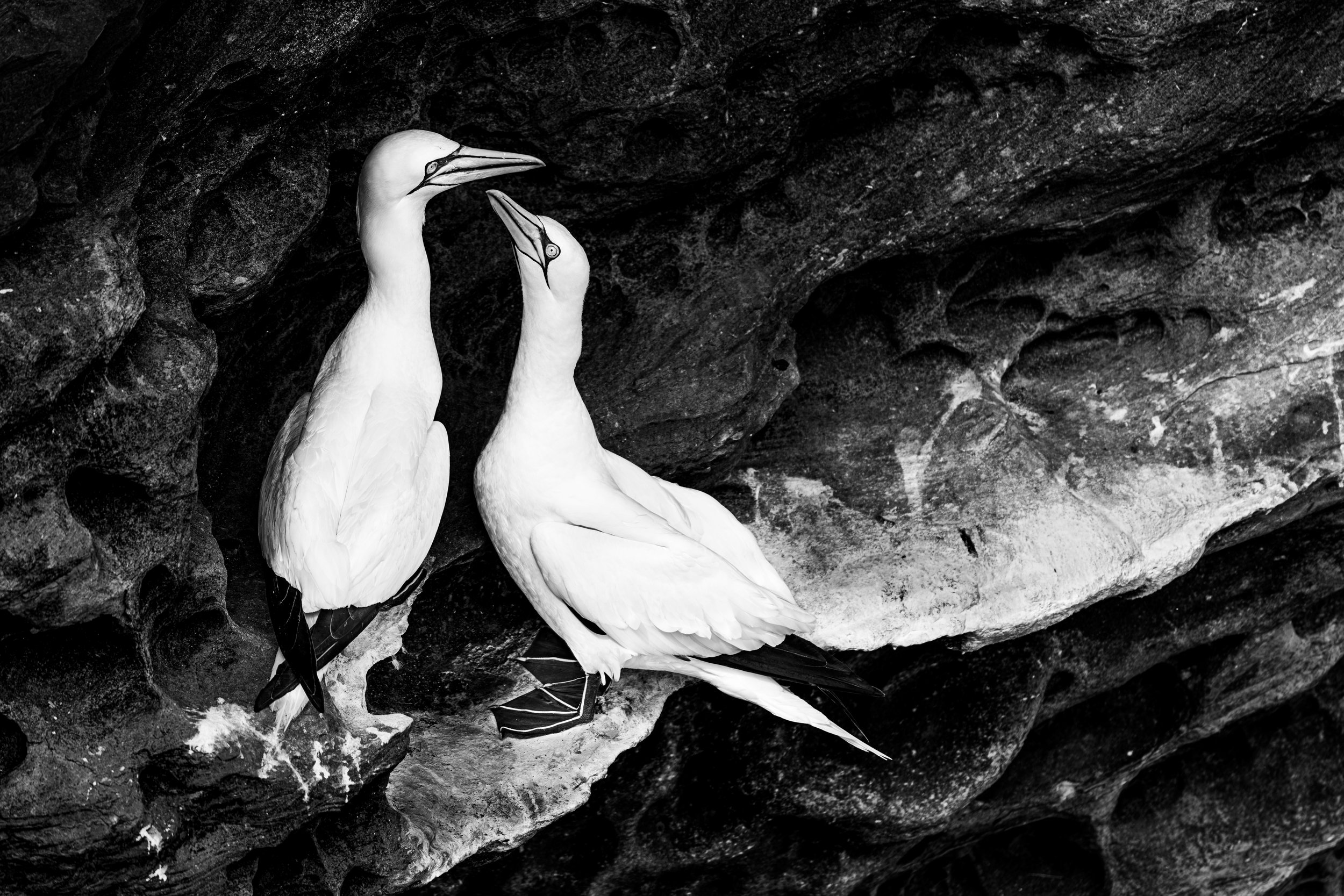 2026-Northen-Gannet-5.jpg