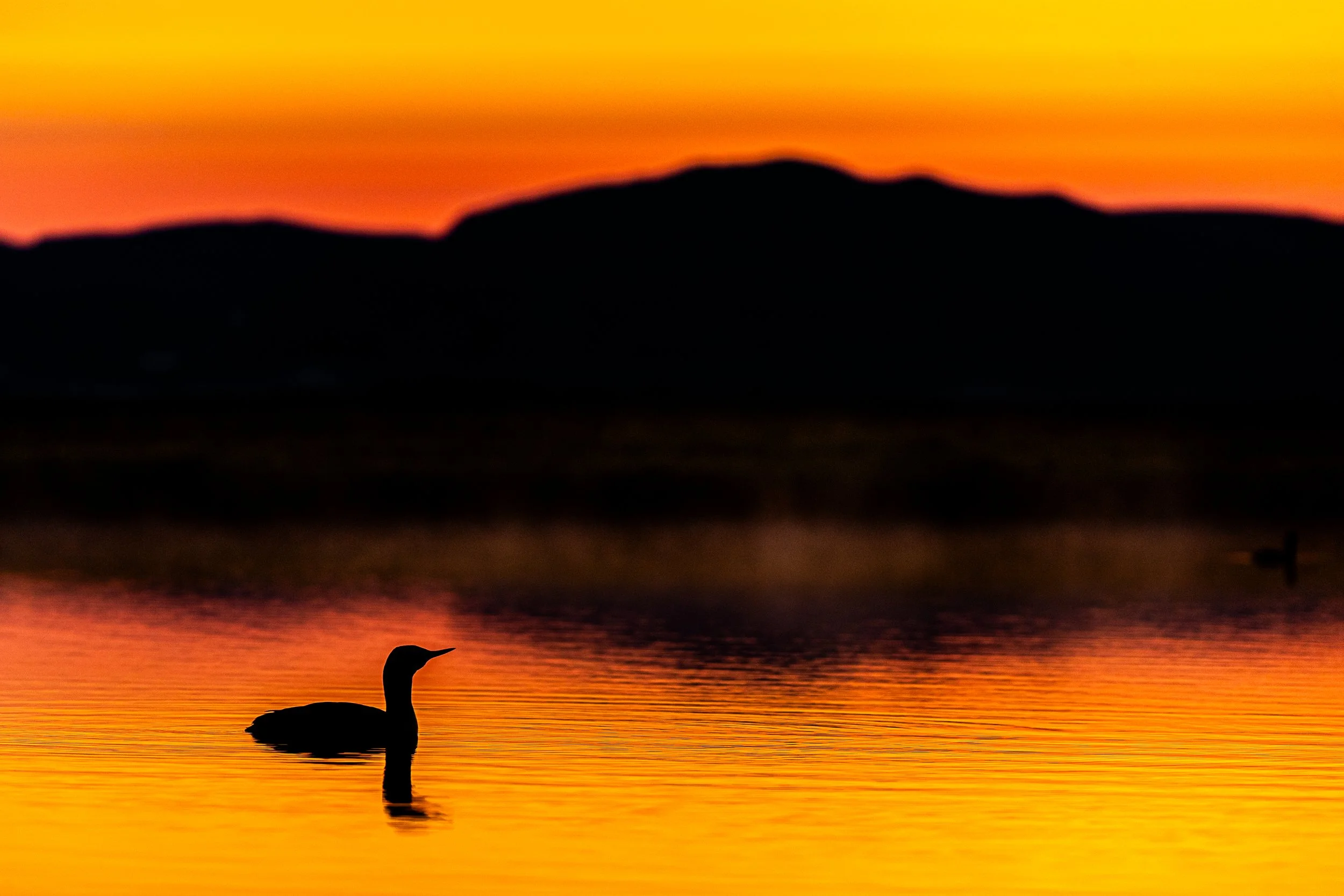Silhouette of a bird swimming on a calm body of water at sunset, with orange and yellow sky reflecting on the water.