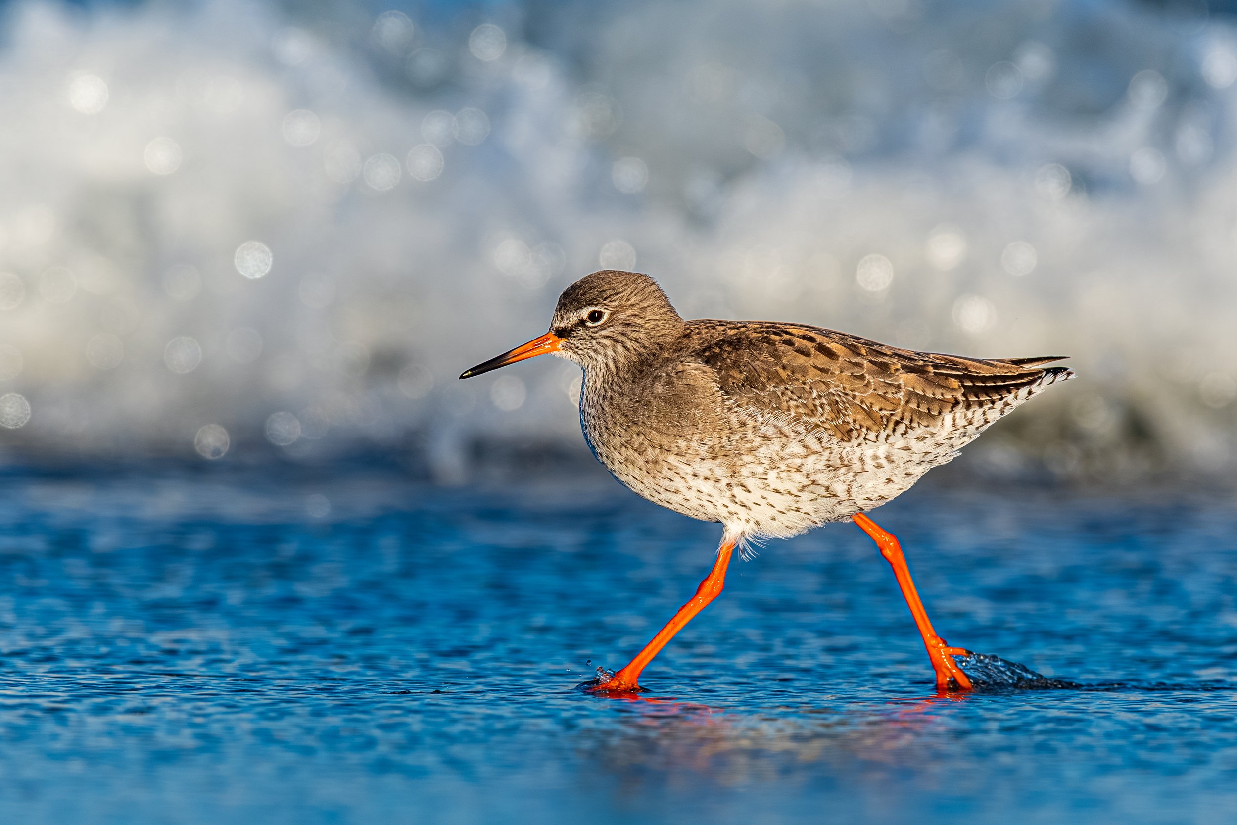 A bird walking on the surface of water with a blurred background and bokeh light effects.
