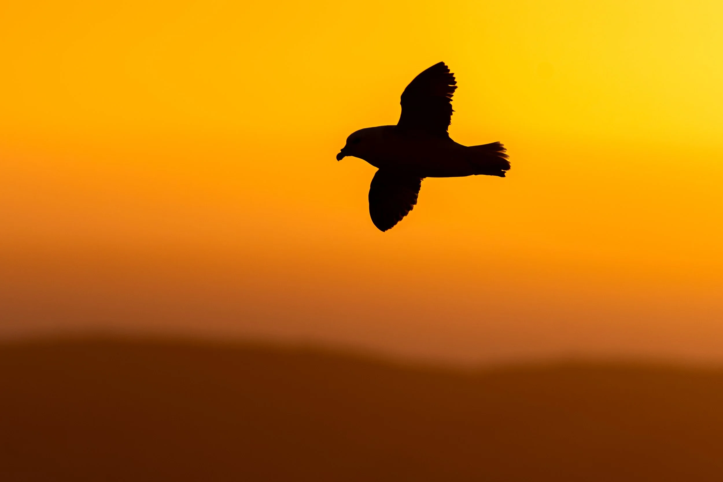 Silhouette of a Northern Fulmar during the golden hour at Sumburgh Head.
