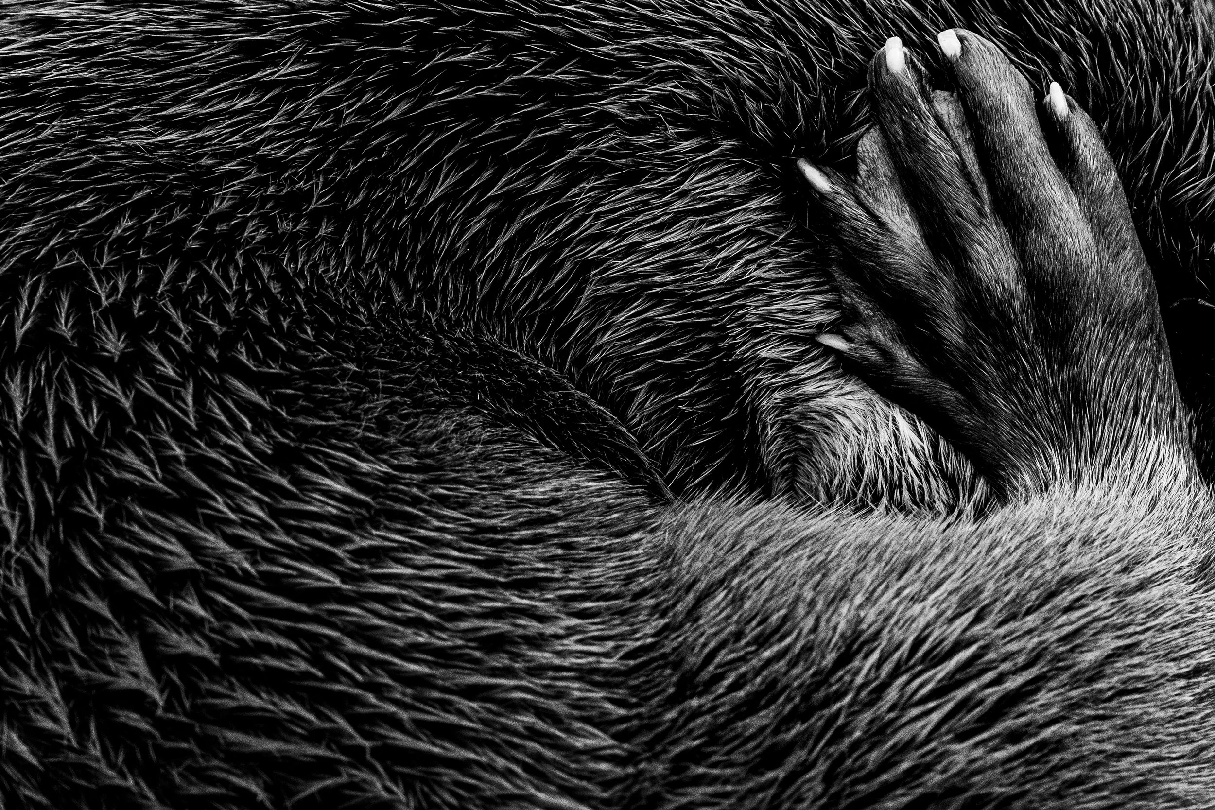 Close-up black and white photo of a hedgehog with its eyes closed, showing detailed spines and facial features, with a small hand gently resting on its face.