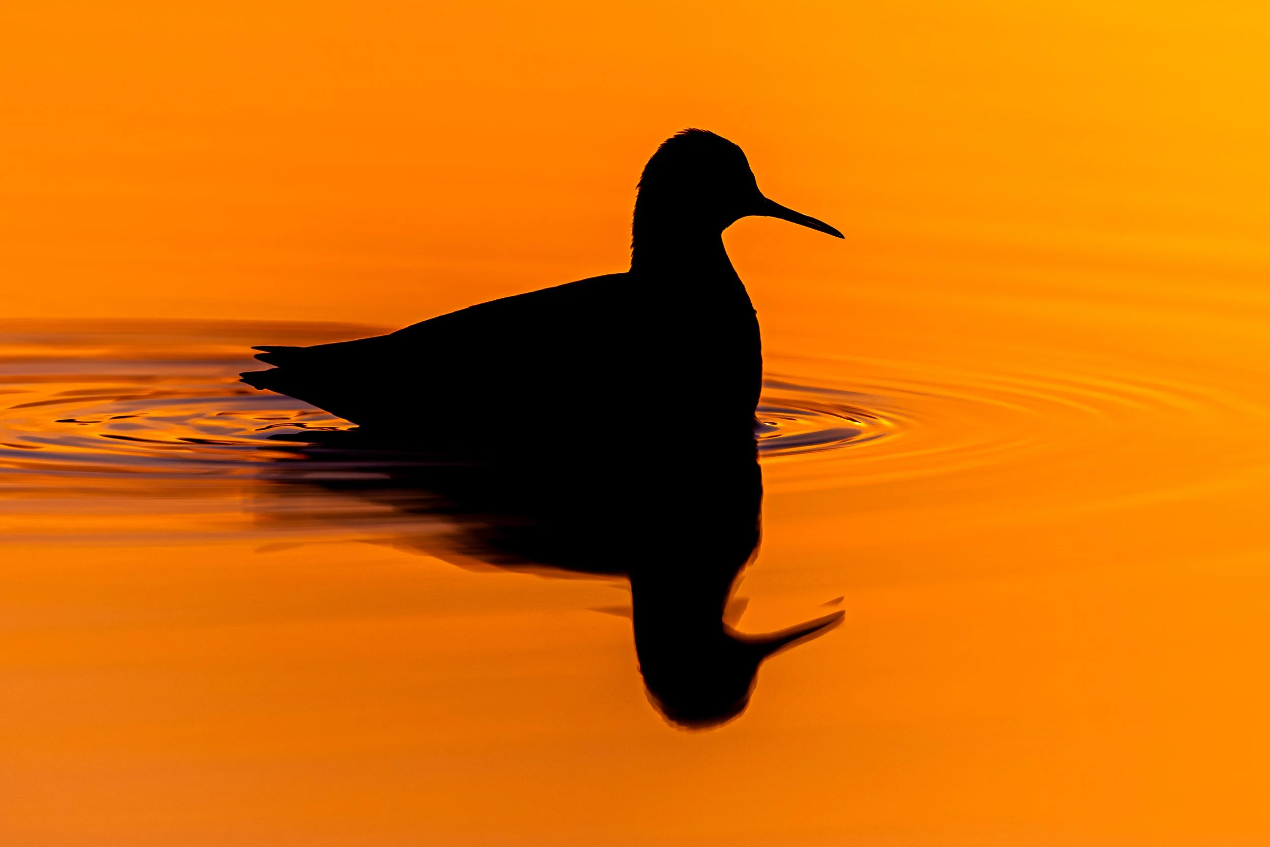 Silhouette of a bird, likely a loon, floating on water during sunset with vivid orange sky reflecting on the water.