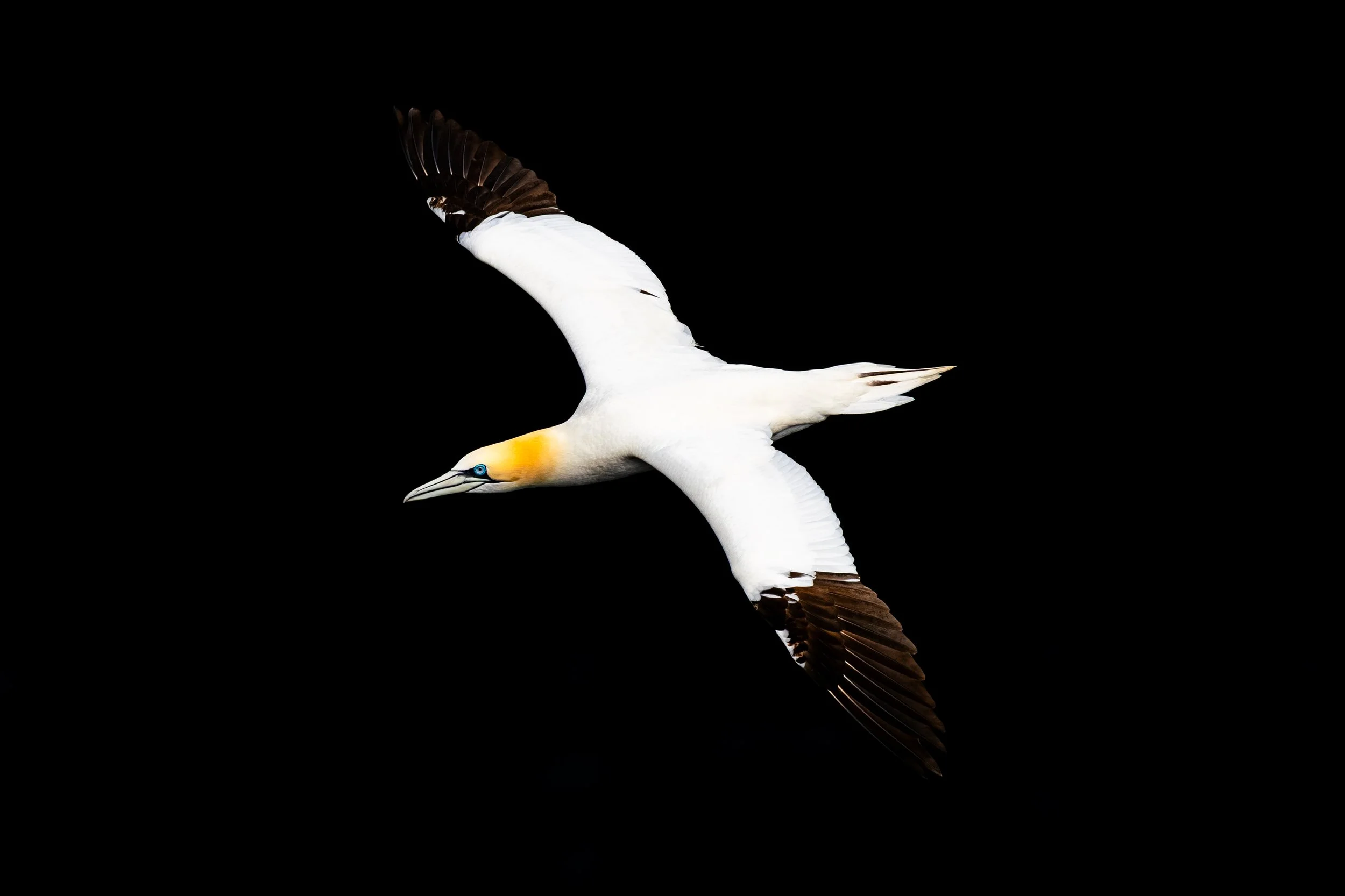 A Northern Gannet photographed against a black background at Noss National Nature Reserve. 