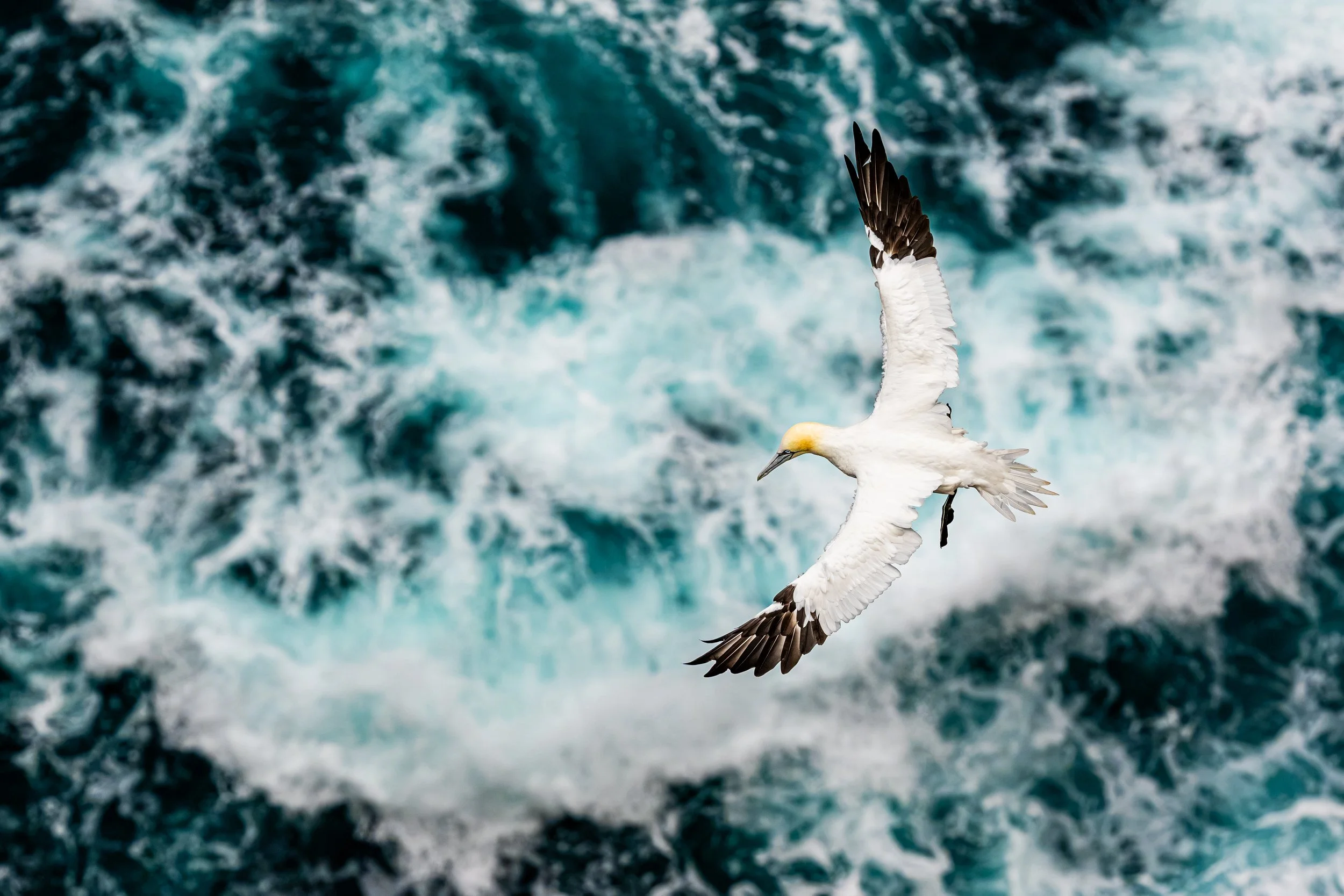 2026-Northen-Gannet-13.jpg