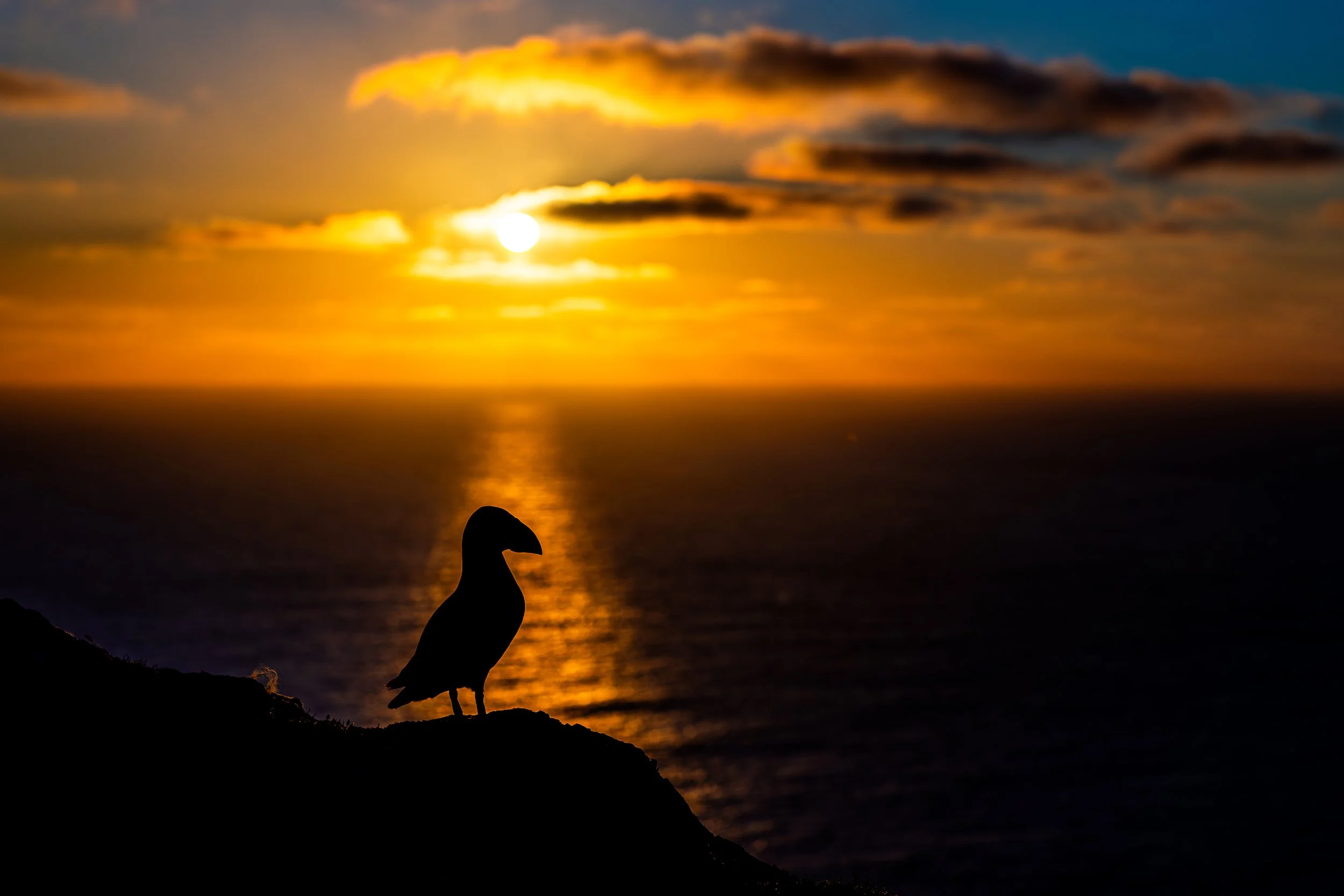 Silhouette of a bird standing on a rock at sunset with a body of water and cloudy sky in the background.