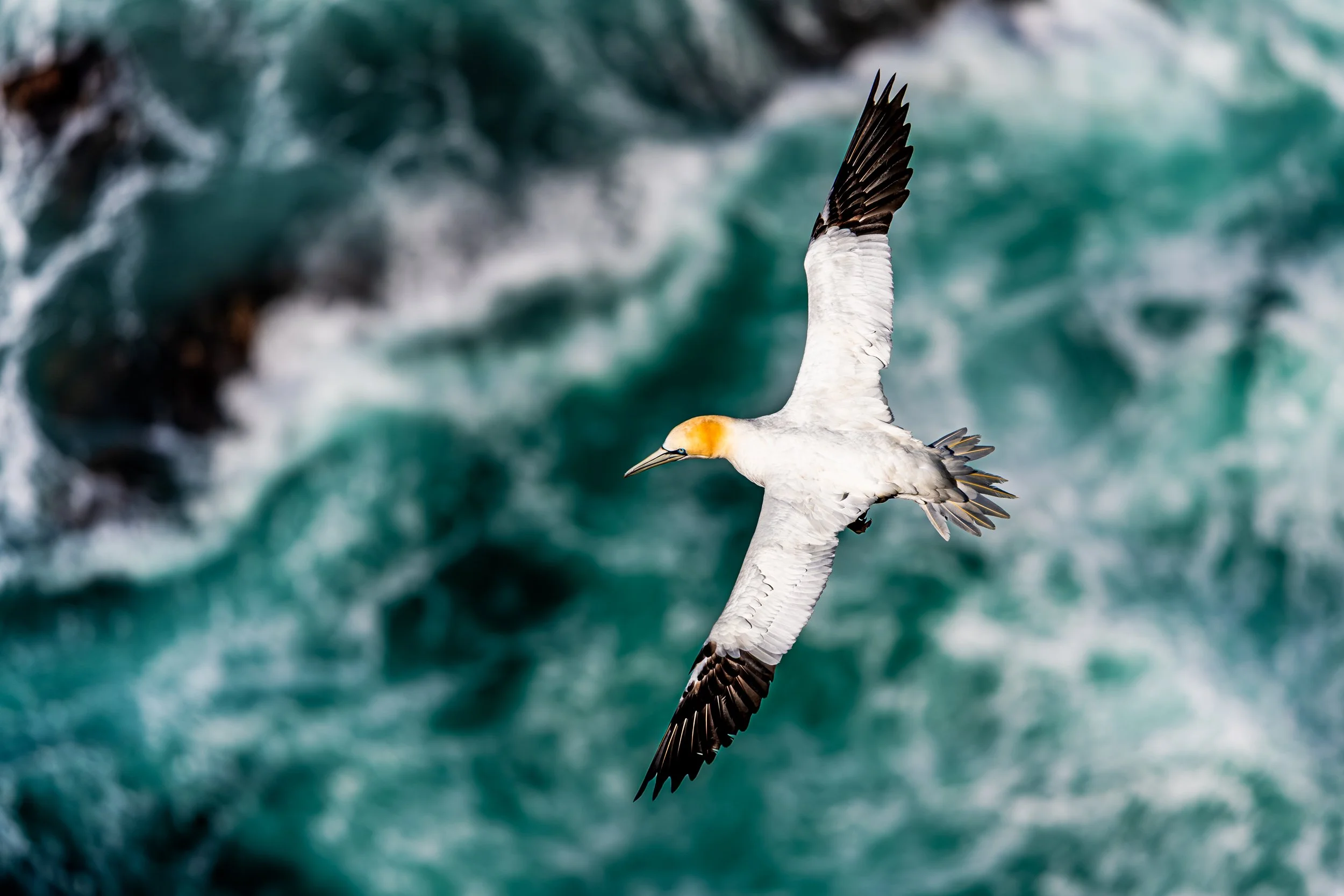 A Northern Gannet over turbulent ocean waves.