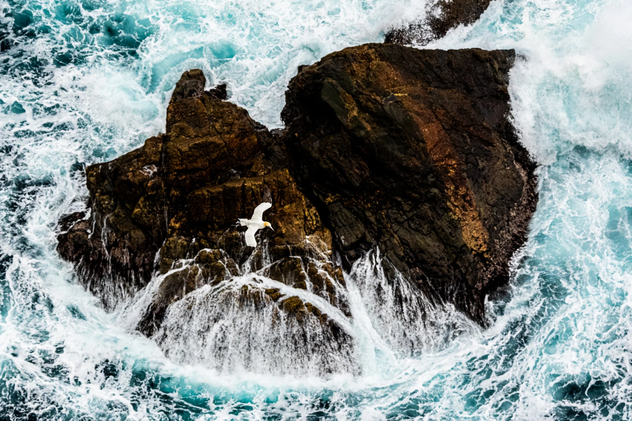 2026-Northen-Gannet-11.jpg