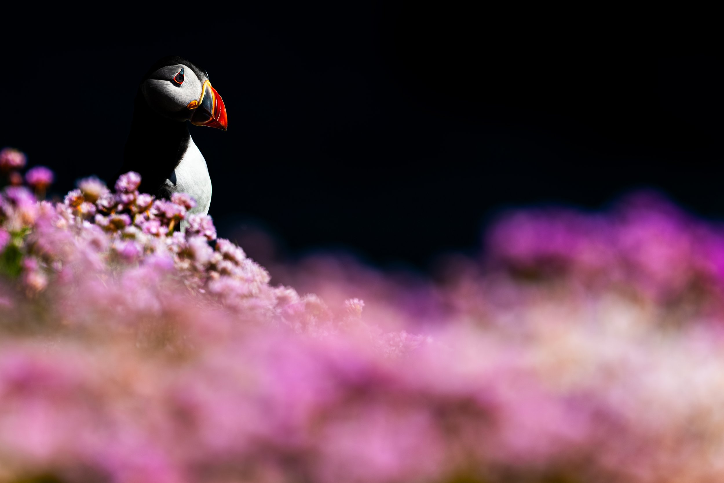 A colorful puffin bird with a brightly orange beak perched on pink flowers against a dark background.