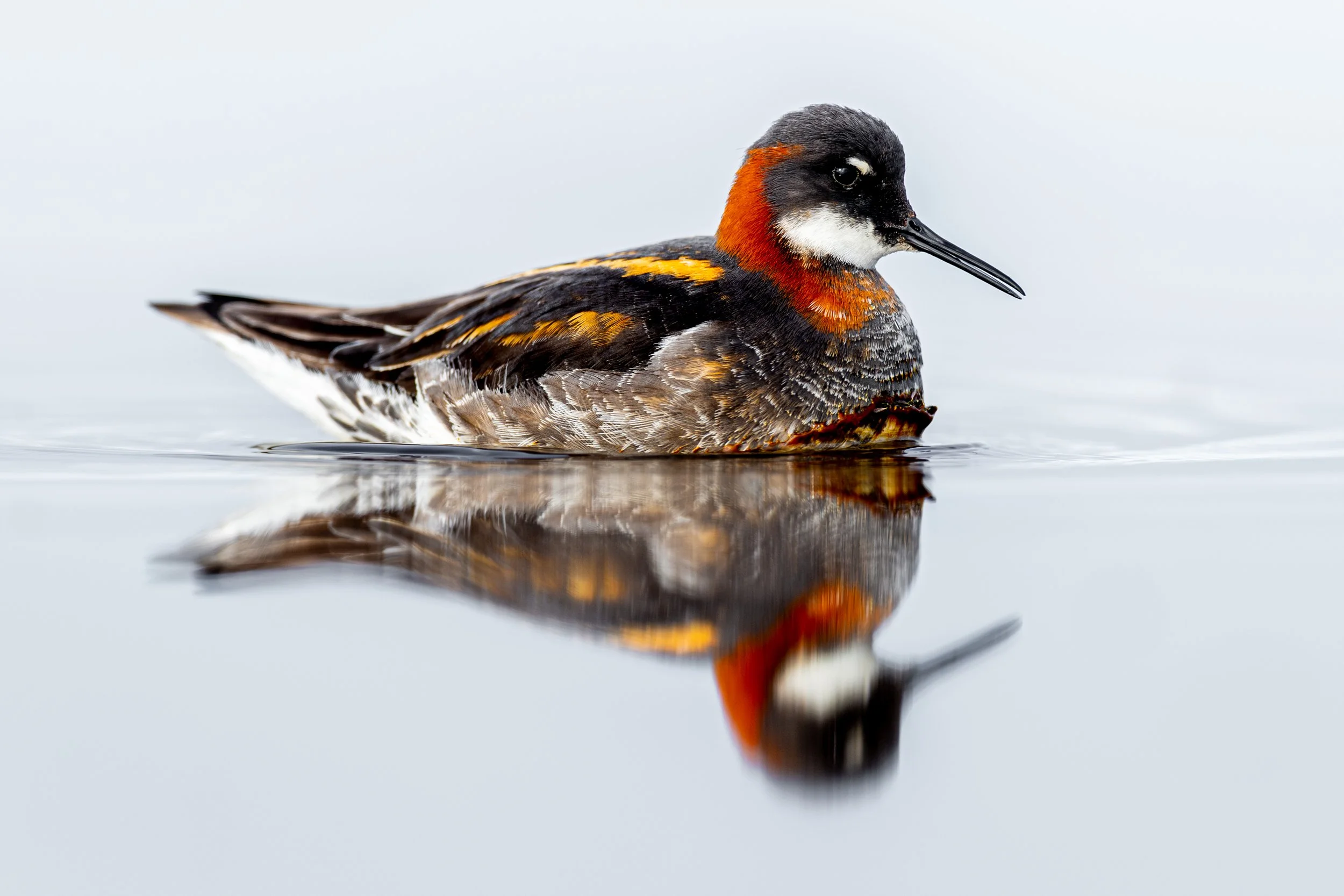 A close-up of a colorful bird with black, white, orange, and yellow feathers, floating on calm water with its reflection visible.