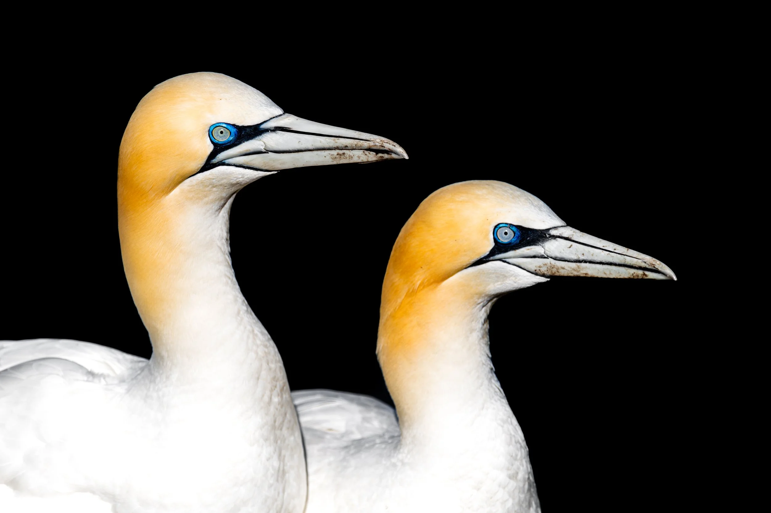 Two northern gannets photographed at Hermaness National Nature Reserve.