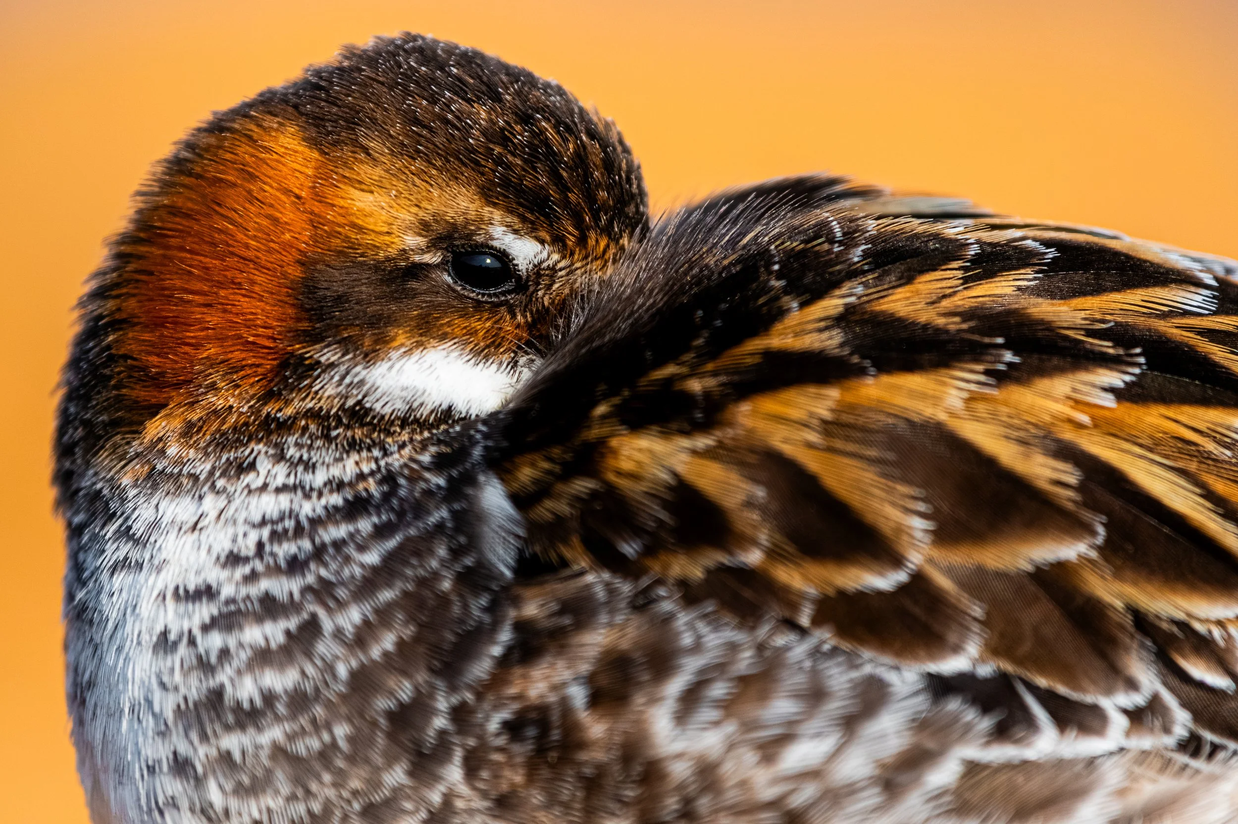 Close-up of a bird with brown, black, and white feathers, resting its head on its body against a yellow background.