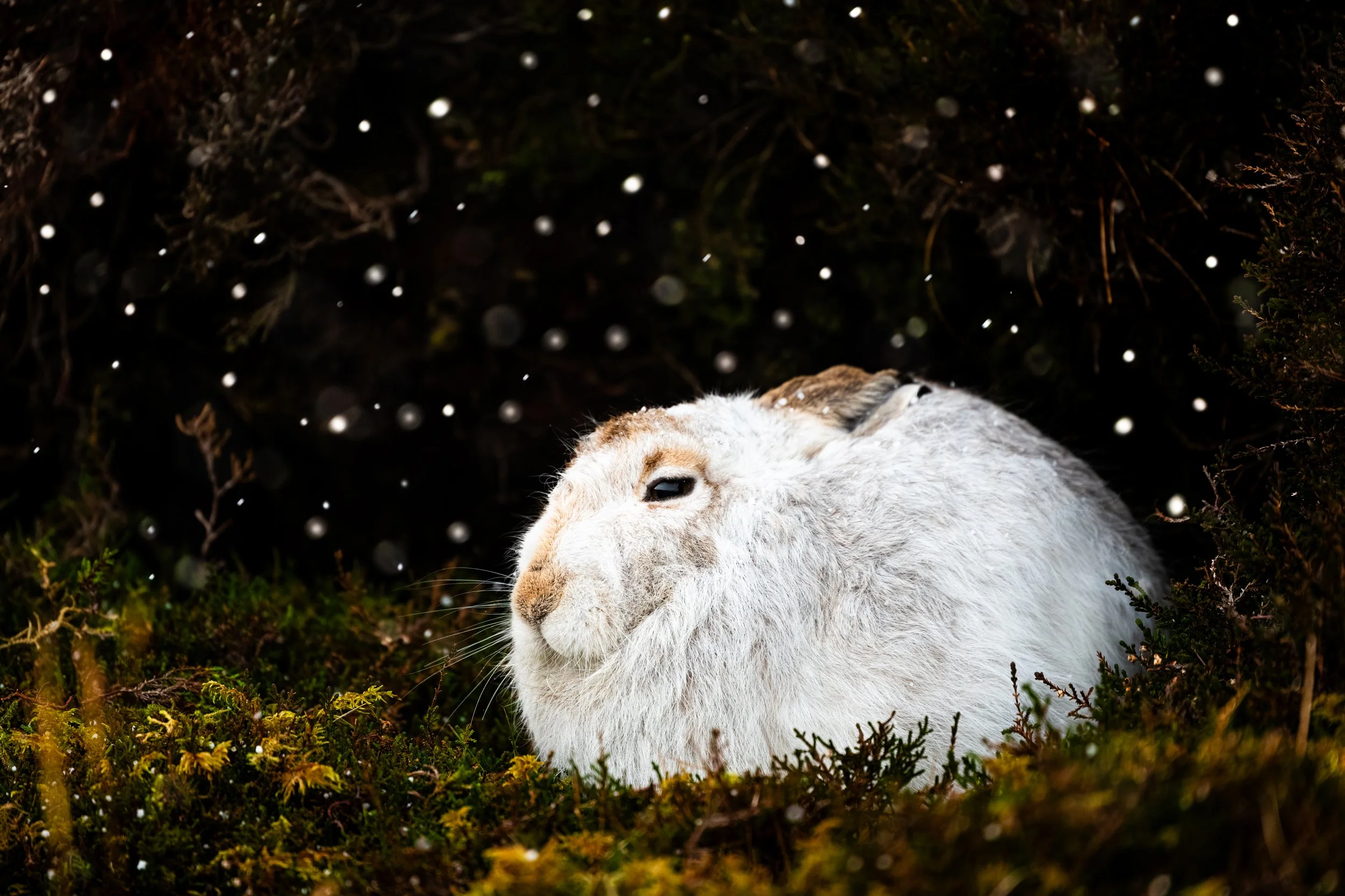 A Mountain Hare photographed in a hail storm on a Shetland hillside.