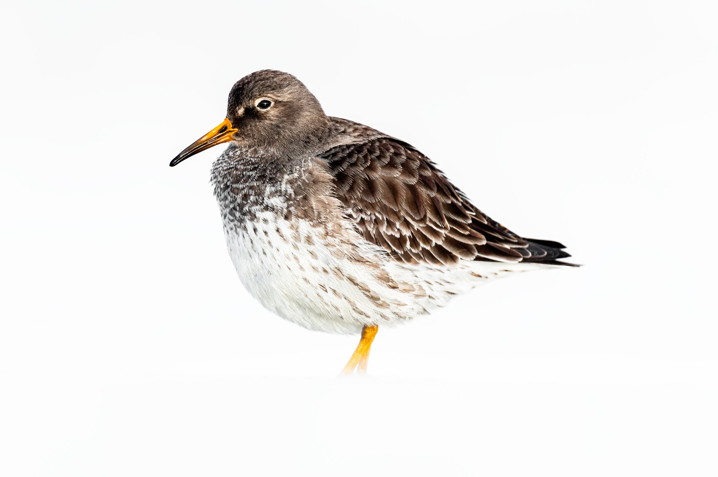 A brown and white bird with an orange beak and yellow legs standing on a white background.