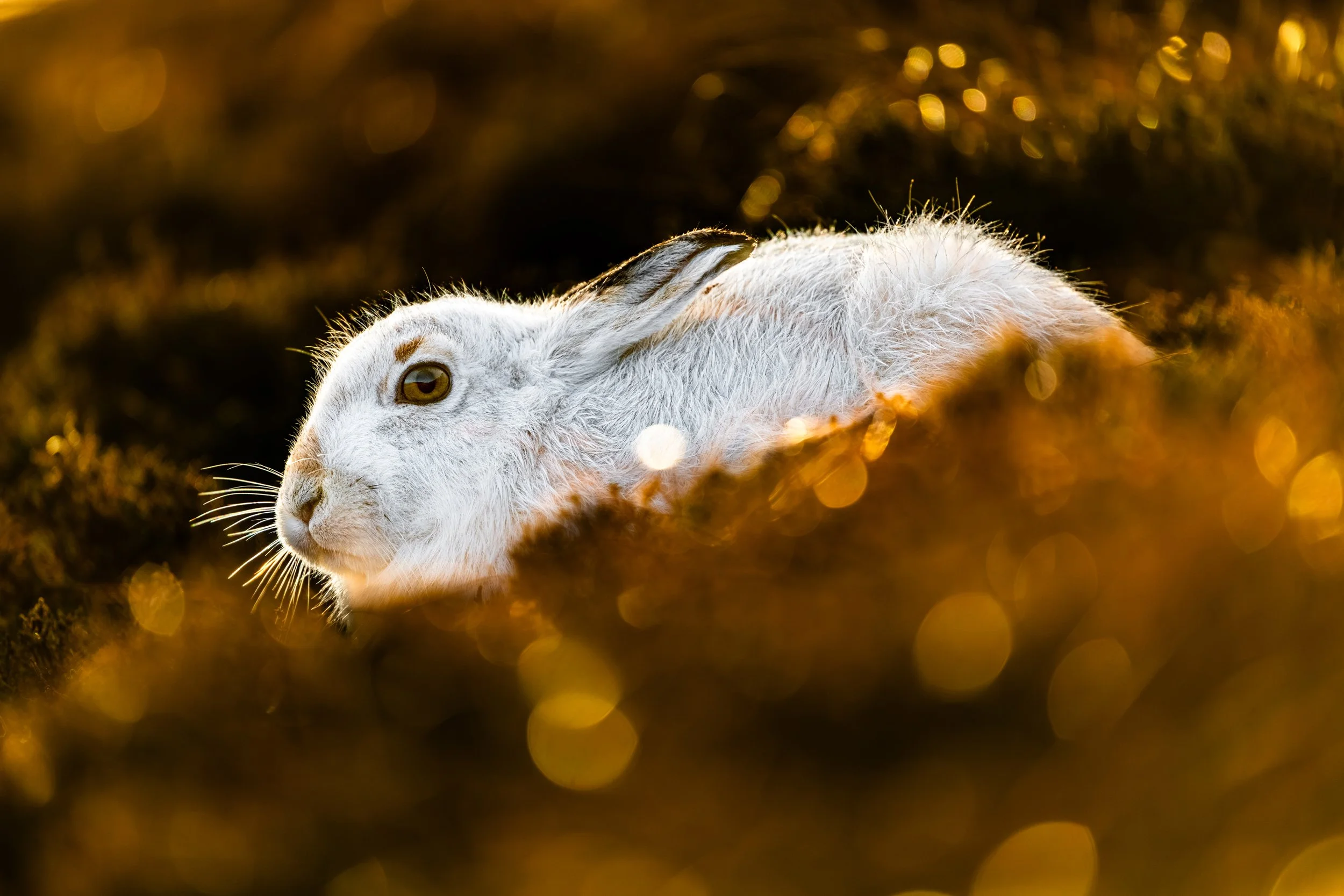 A white rabbit lying on the ground at sunset with a blurred, warm-colored background.