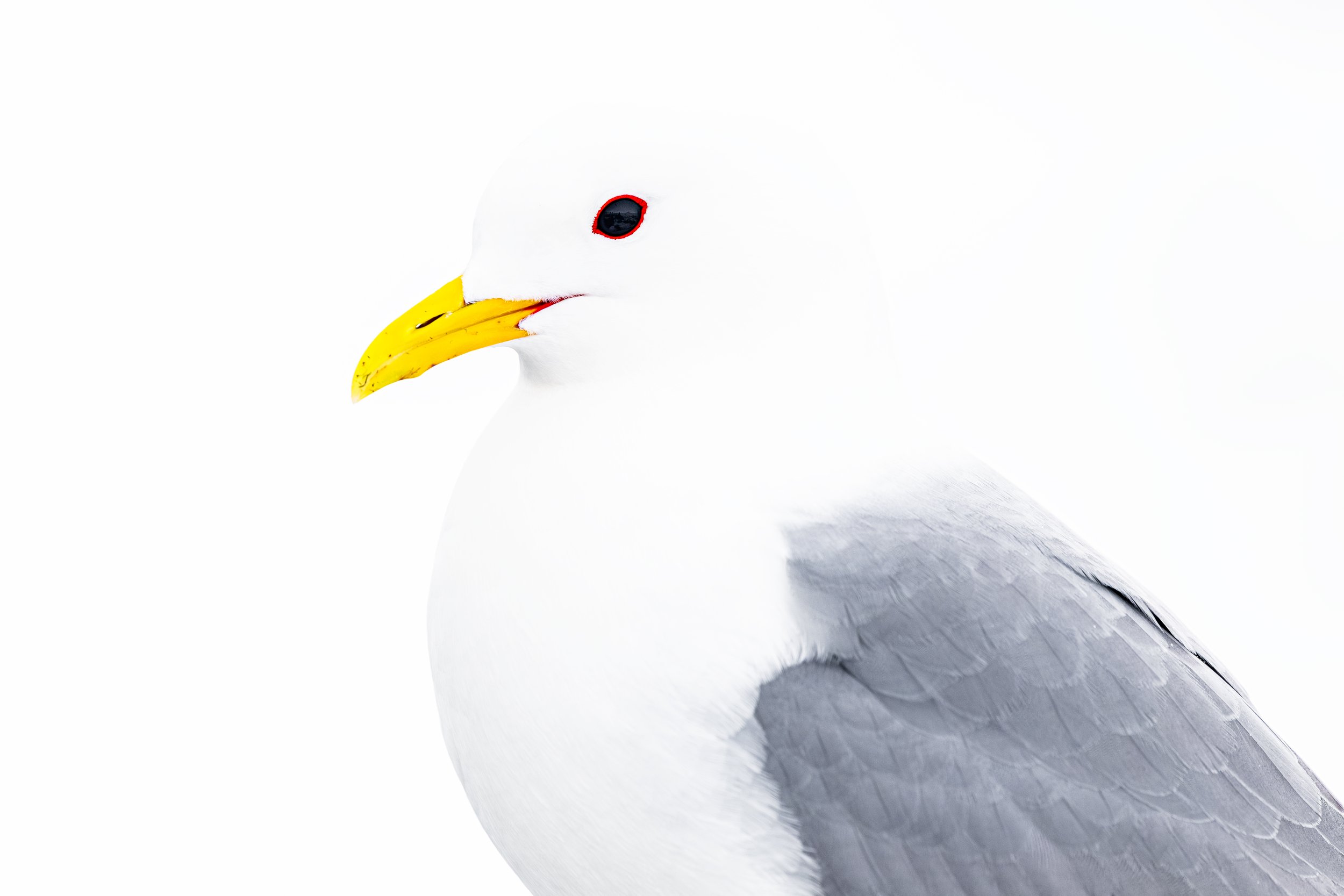 Close-up of a seagull's head with white feathers, yellow beak with black tip, and a red ring around the eye, against a white background.