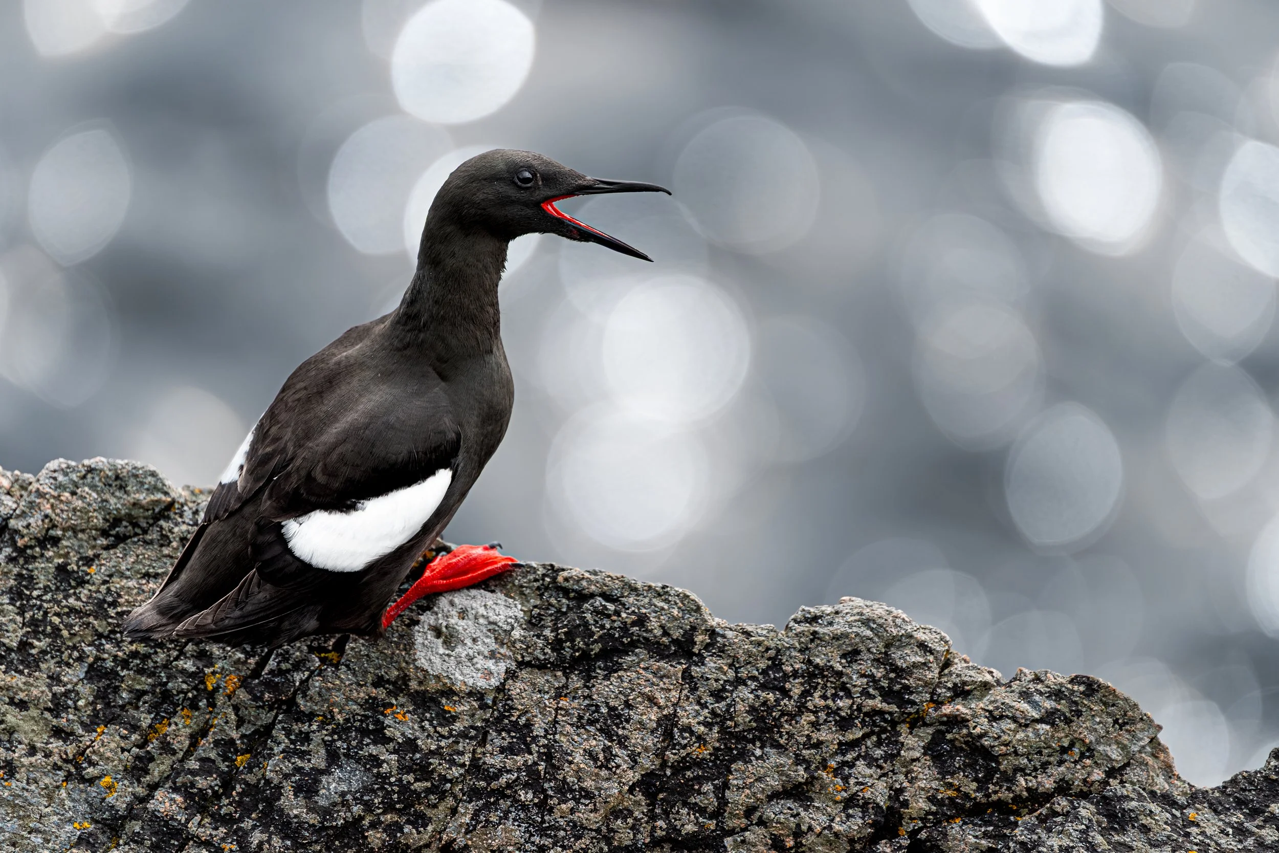 2026-Black-Guillemot-1.jpg