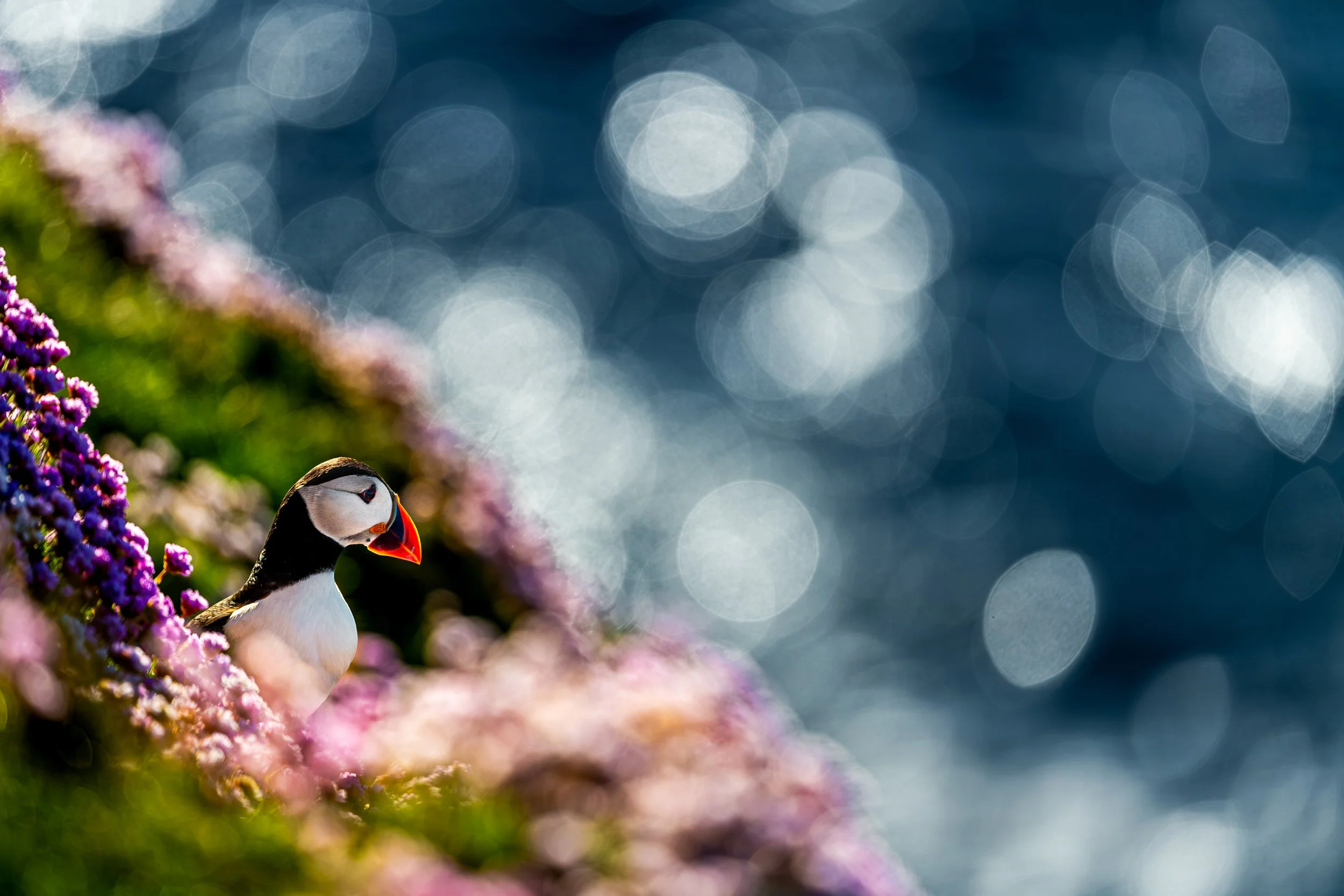 A puffin bird perched on colorful pink and purple flowers with a blurred blue background featuring light reflections.
