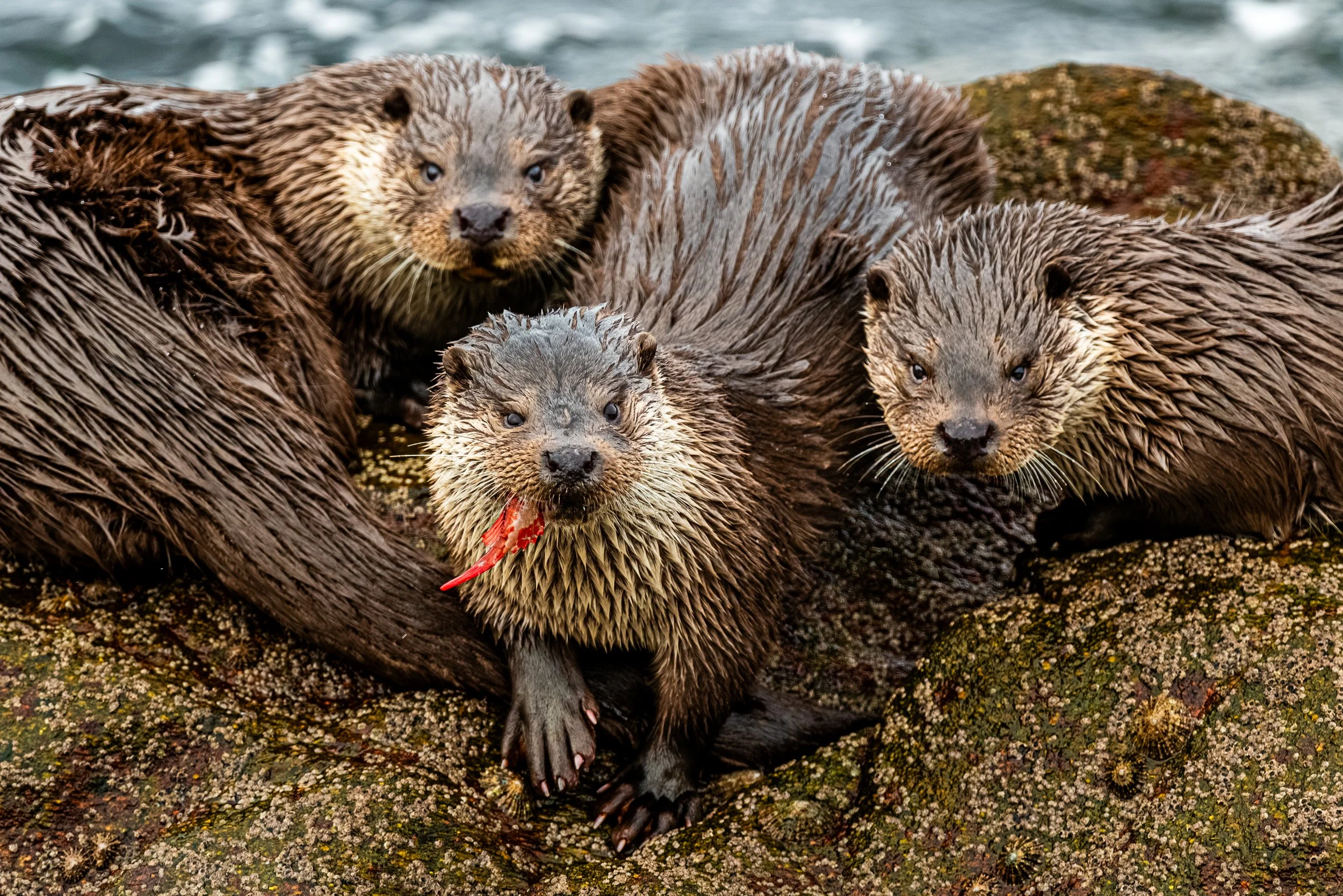 A group of four otters huddled together on a rocky surface near the water, with wet fur and one otter holding a small red object in its mouth.