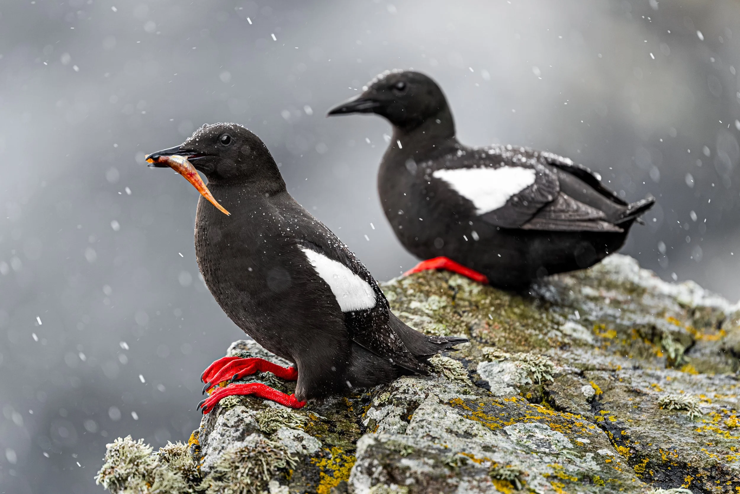 2026-Black-Guillemot-2.jpg