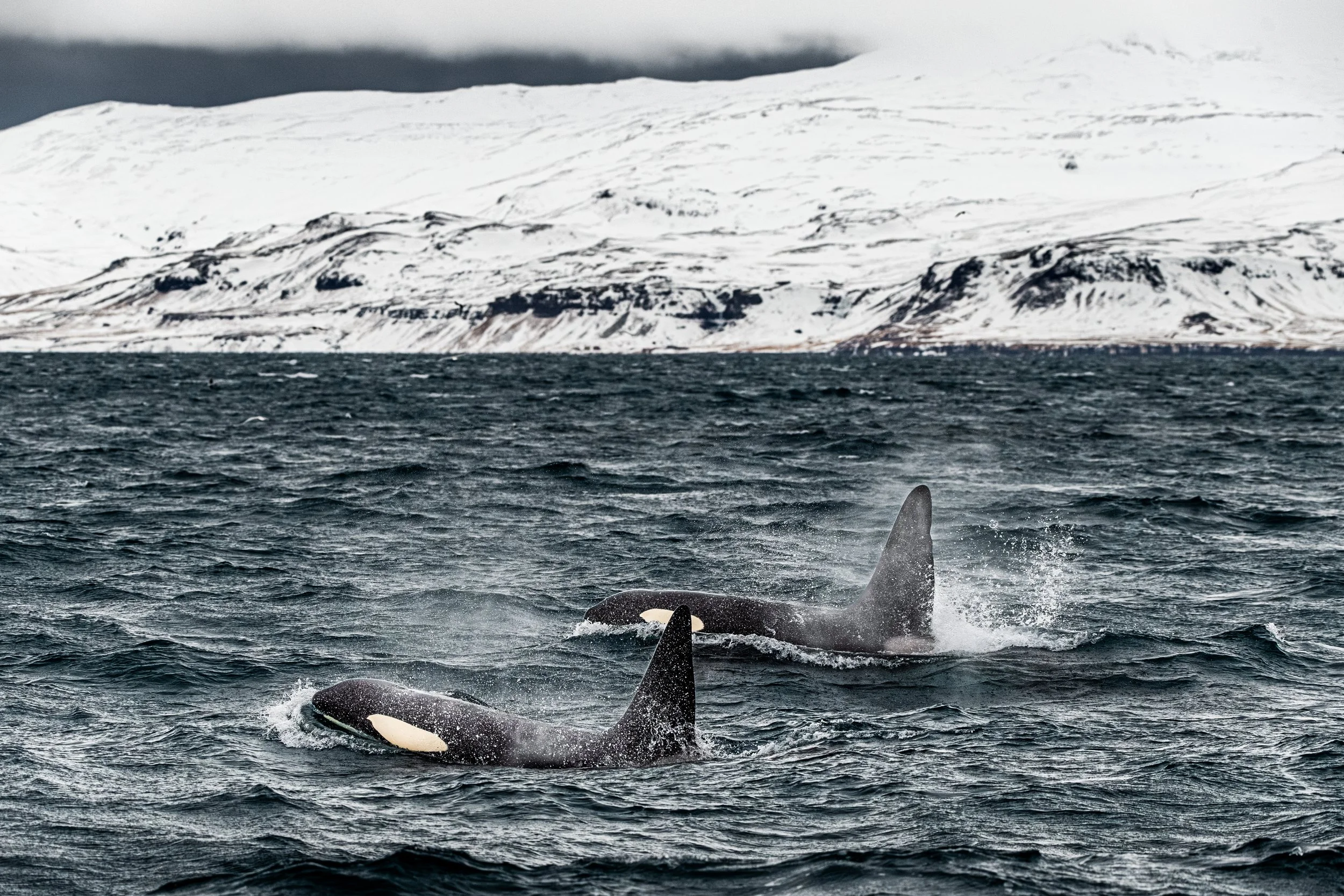 Orca whale swimming in the ocean with snow-covered mountains in the background.
