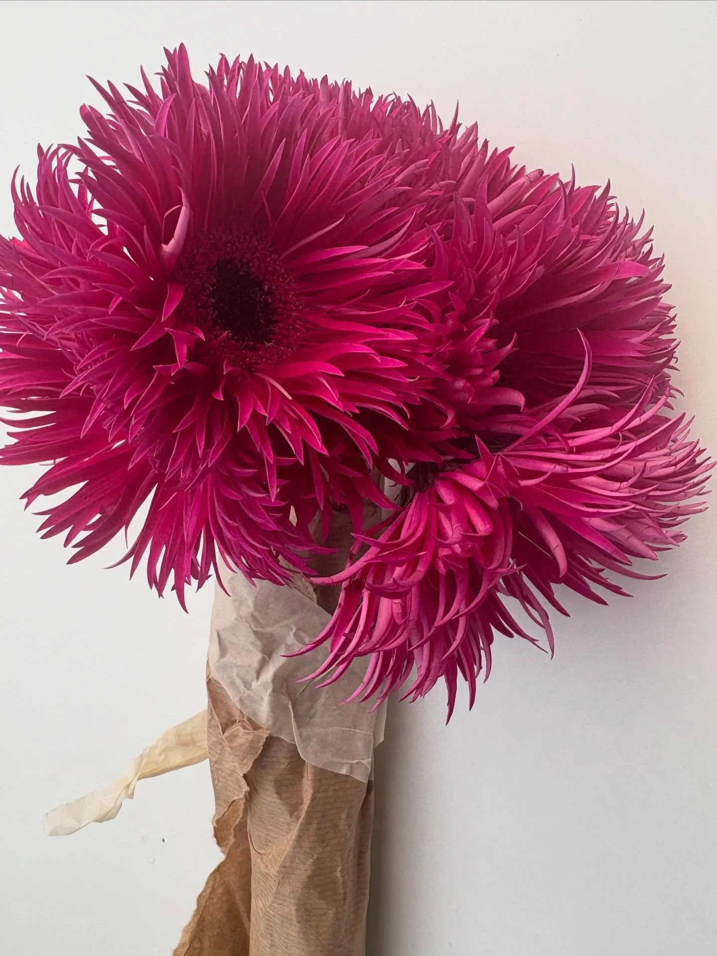 ✨ Mini flower delivery this morning 🌺 

1. Spider Gerbs, wrapped up to keep their neck from drooping 🙂
2. Peonie season 🙊
3. Lisianthus 🌸 
4. Macaron thrill Carnations 
5.  Ever red rose 🌹 
6. Pastel crimea carnations 
7. Died pink eucolyptus 
8