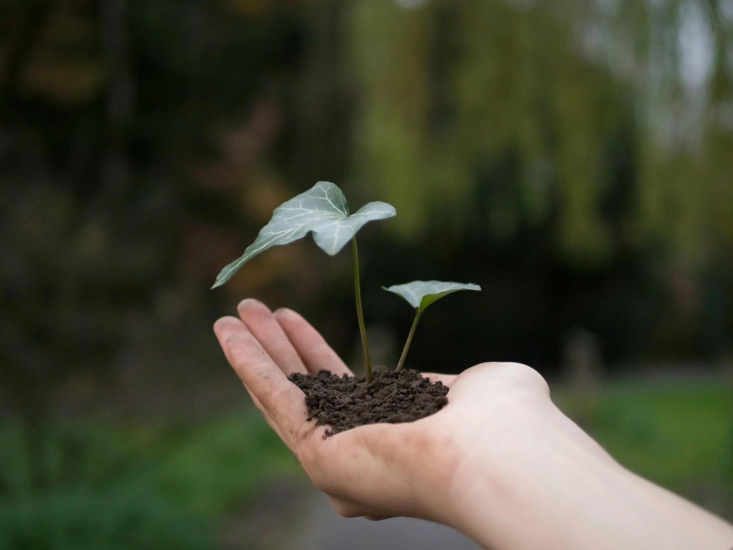 a hand holding a seedling growing from soil