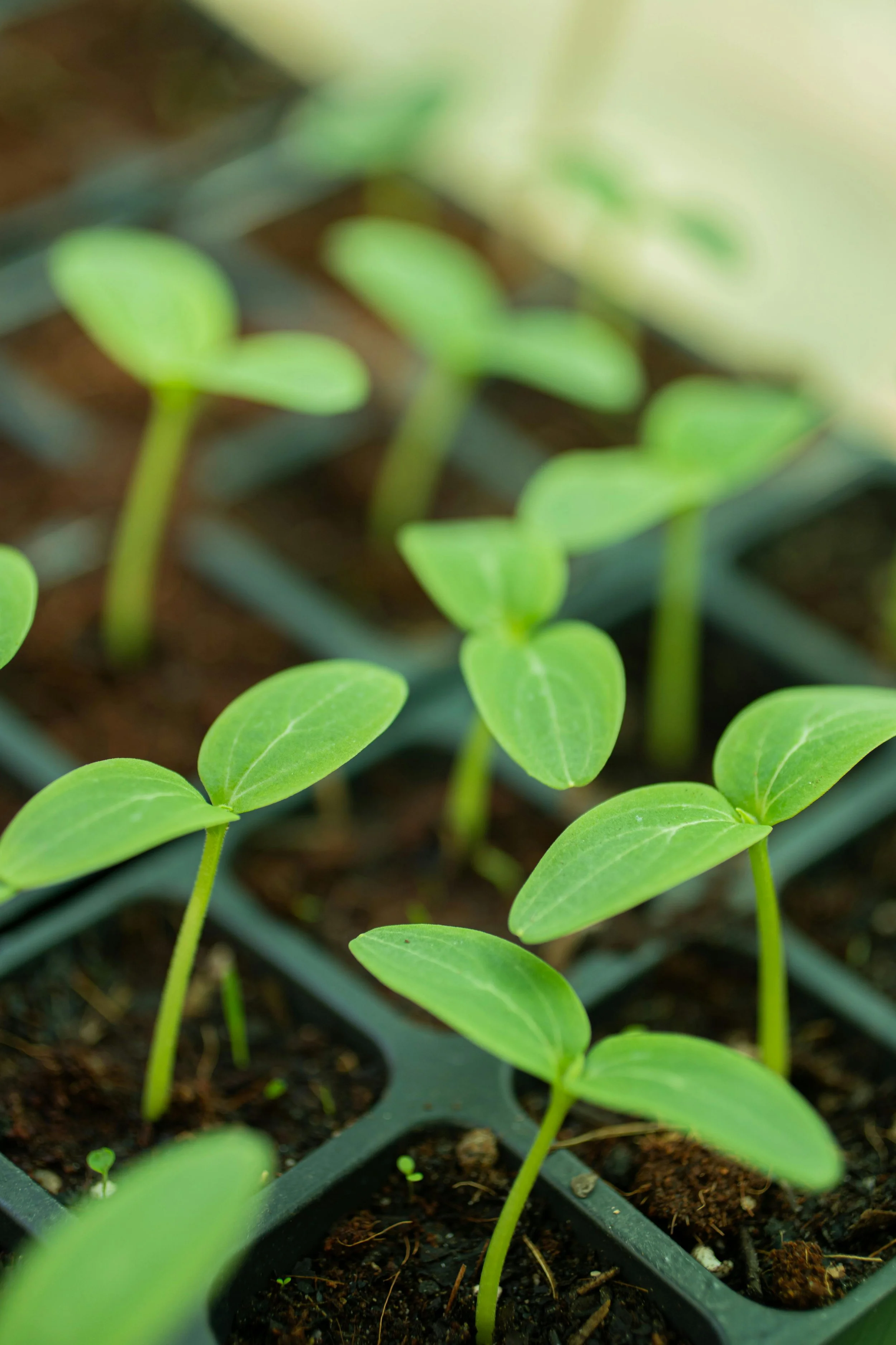 a tray of multiple seedlings emerging from soil blocks